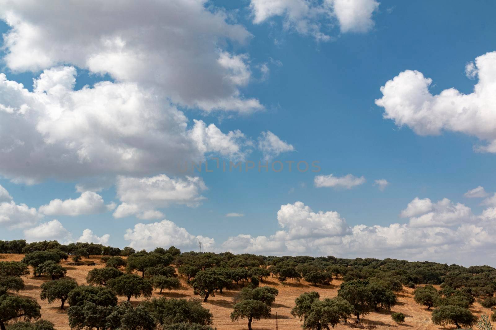 Andalusian landscape with holm oak trees by loopneo