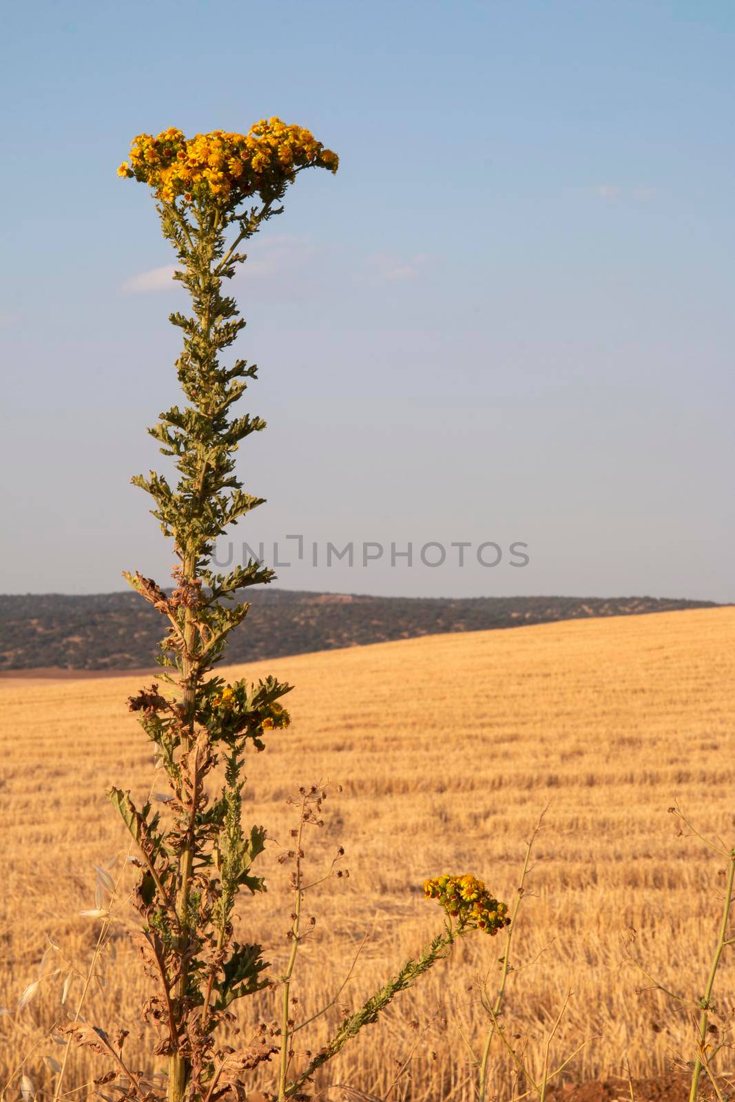 Landscapes of Andalusia in Spain by loopneo