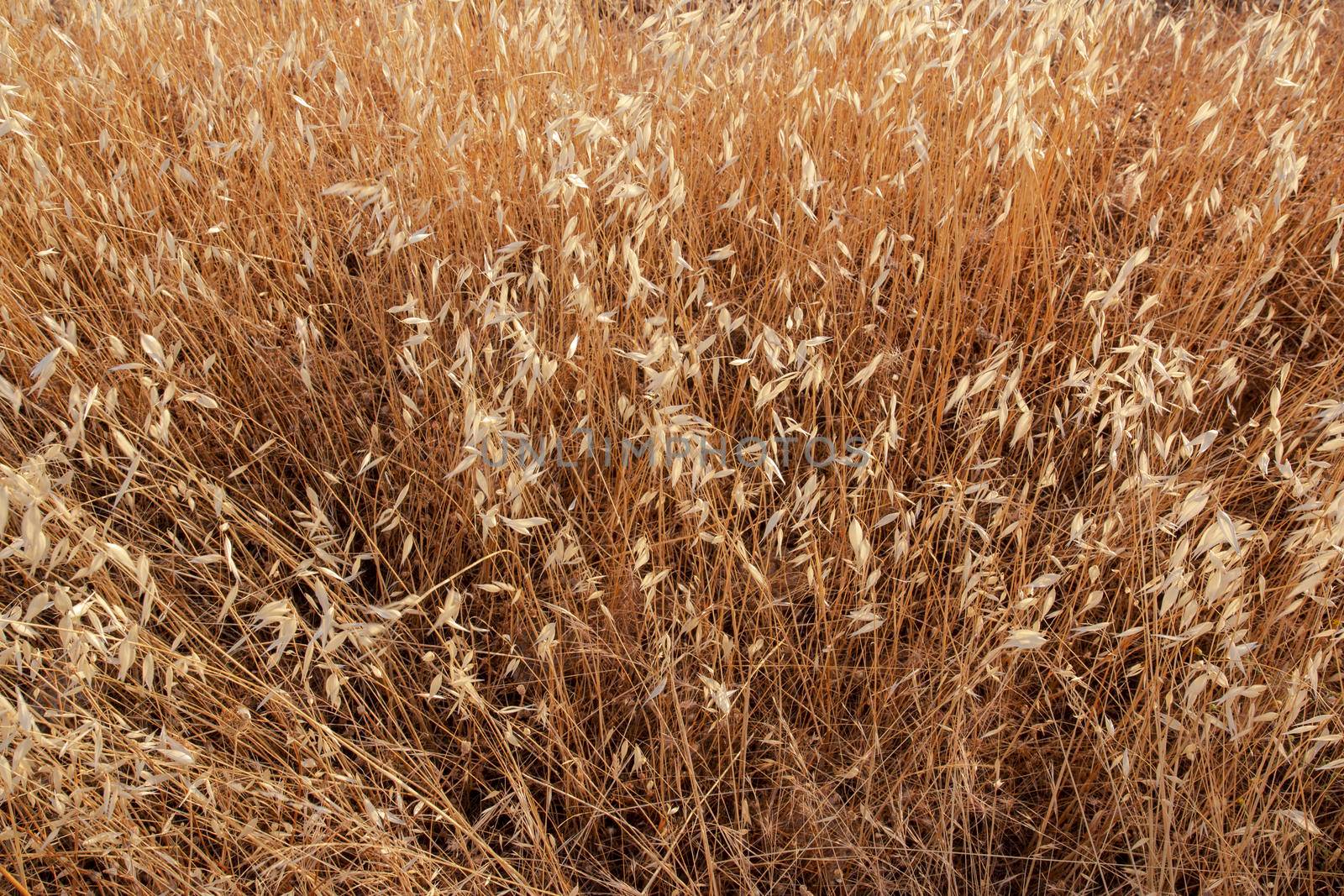 Wild nature in the Pueblos of Andalusia Spain by loopneo