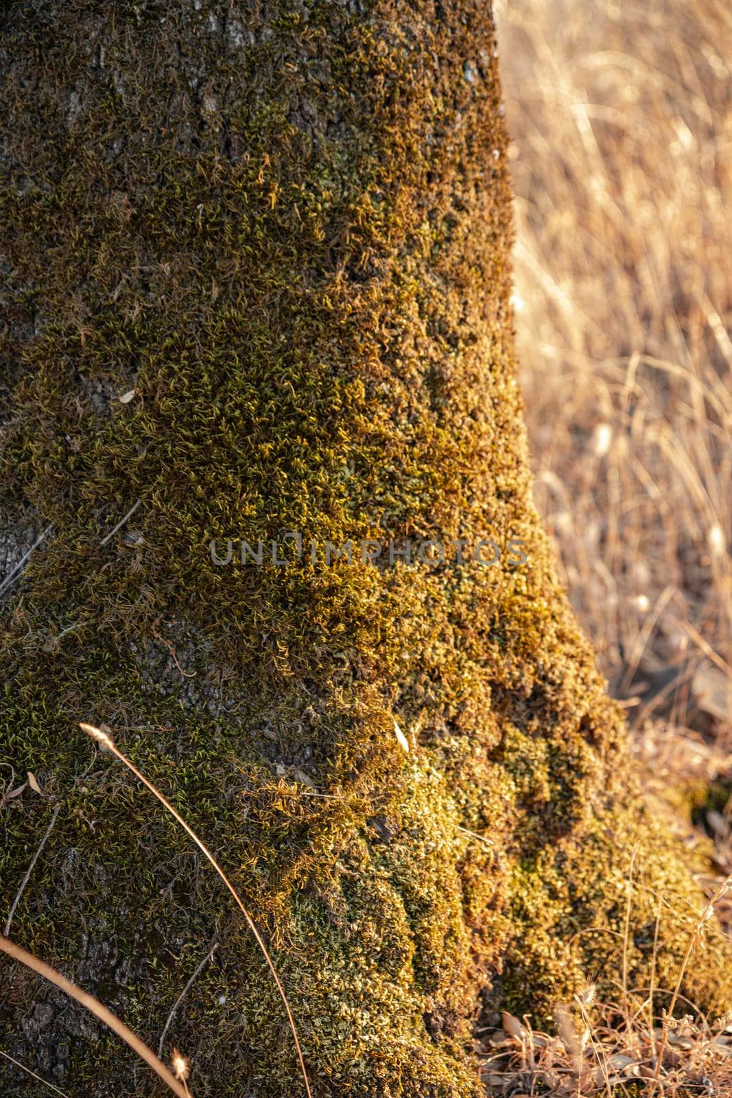 Tree trunk with moss by loopneo