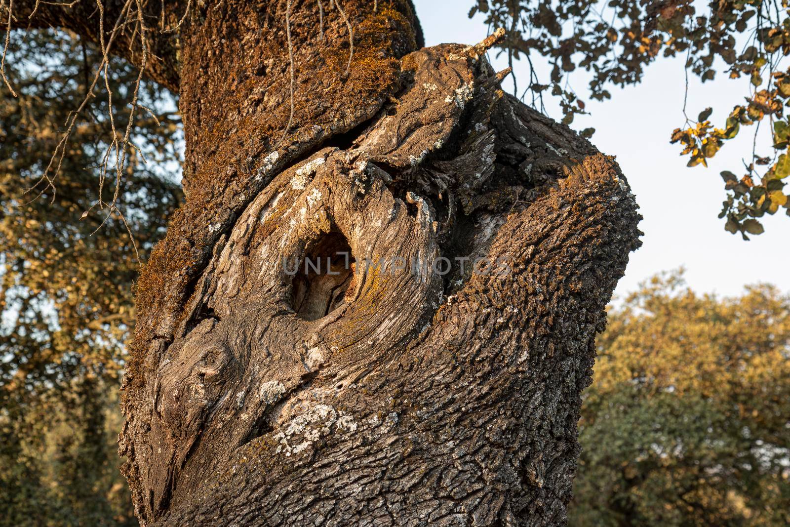 A tree trunk with a deep cleft