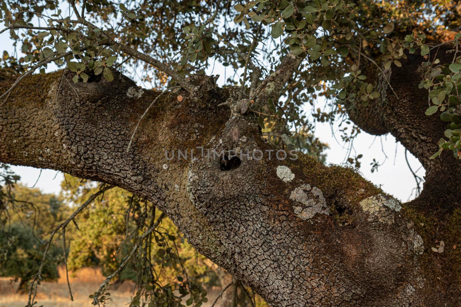 A tree trunk with a deep cleft by loopneo