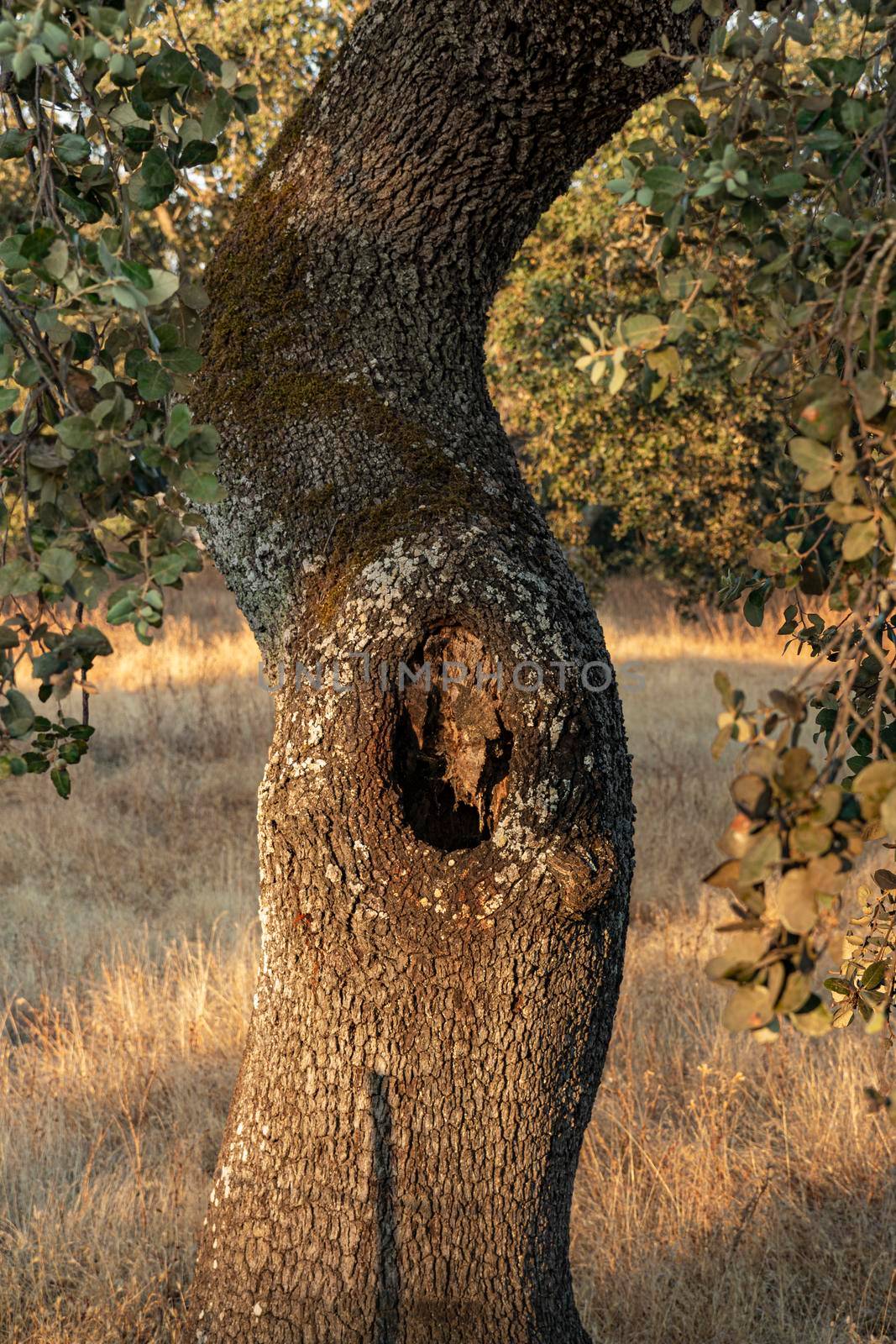 A tree trunk with a deep cleft