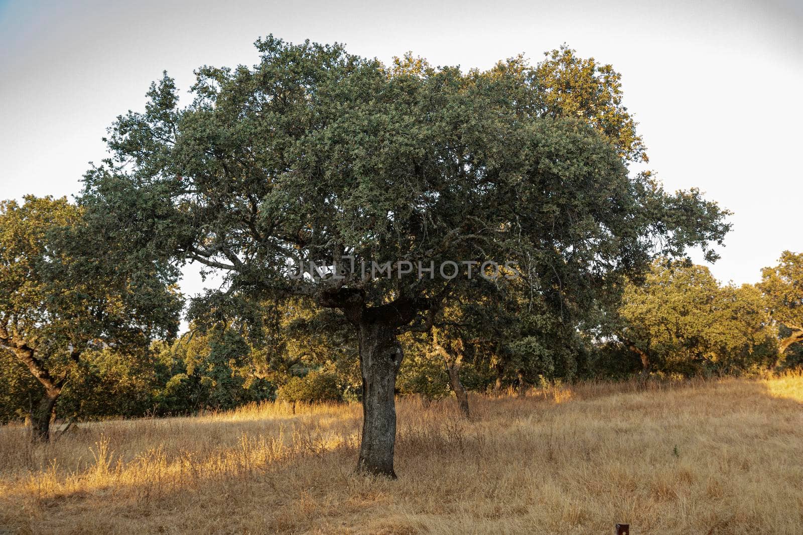 Acorn trees in Andalusia Spain by loopneo