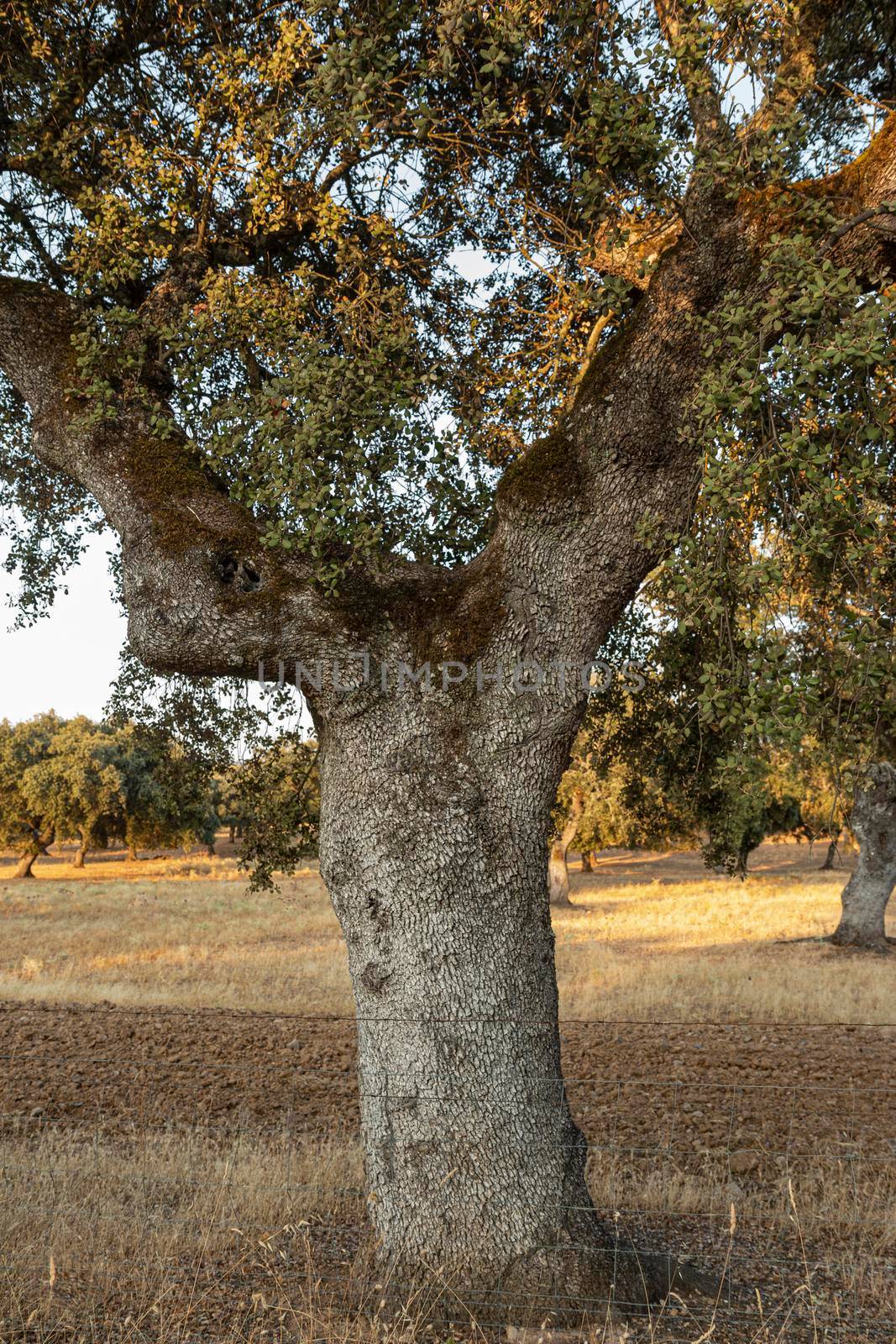 Beautiful couples, fields and landscapes of the Cordoba mountains in Spain. Photograph taken in the month of July.