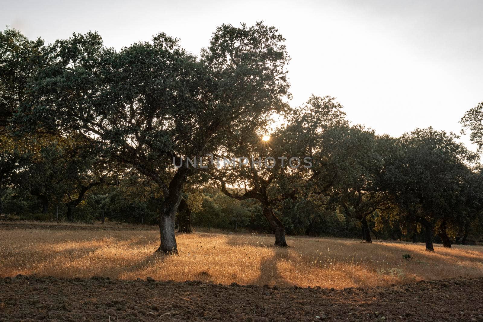 Acorn trees in Andalusia Spain