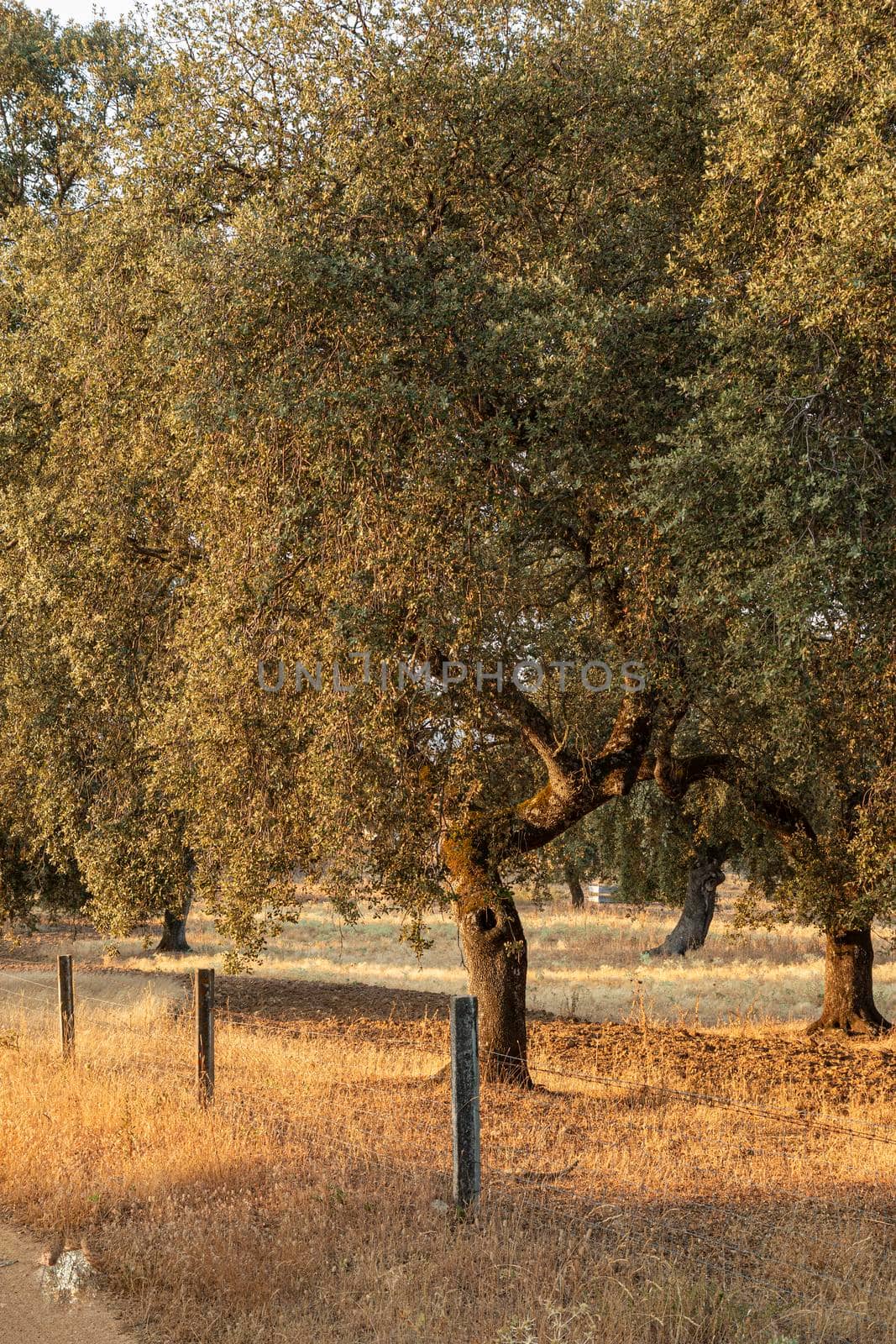 Acorn trees in Andalusia Spain by loopneo