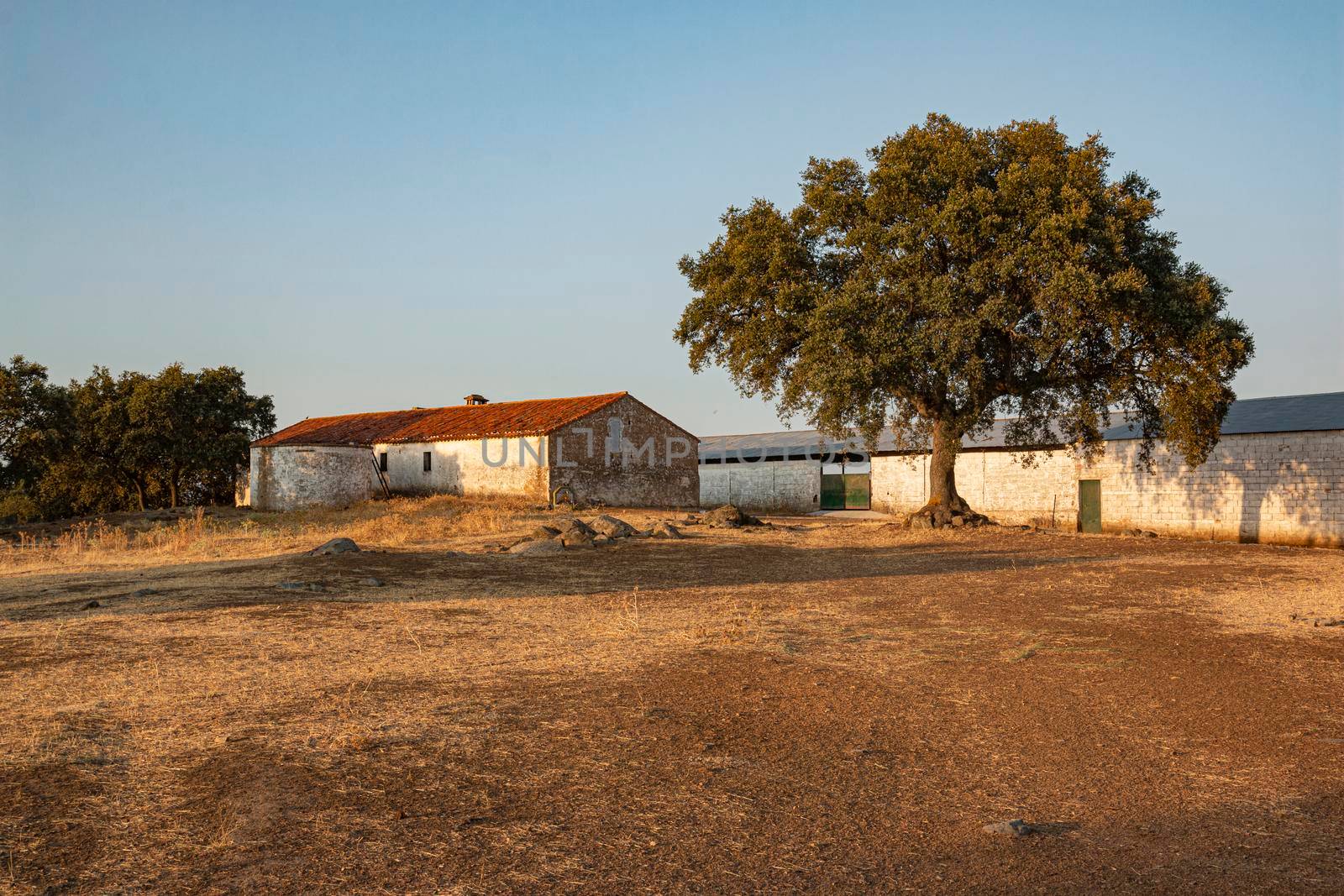 sheep farm in andalusia spain