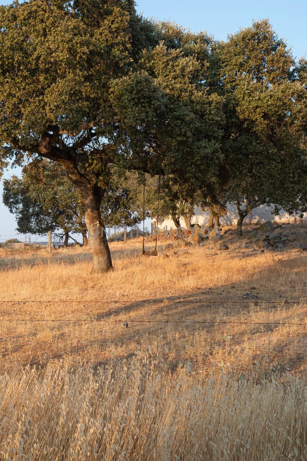 Acorn trees in Andalusia Spain by loopneo