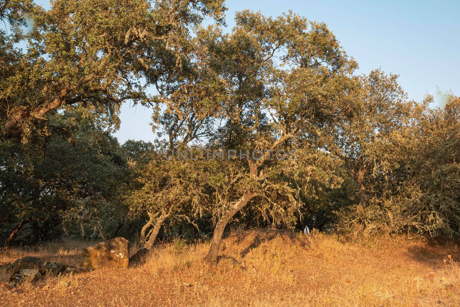 Acorn trees in Andalusia Spain by loopneo