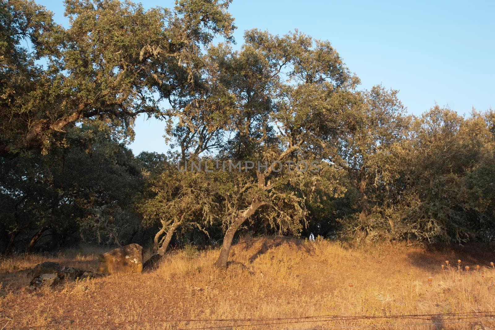 Acorn trees in Andalusia Spain