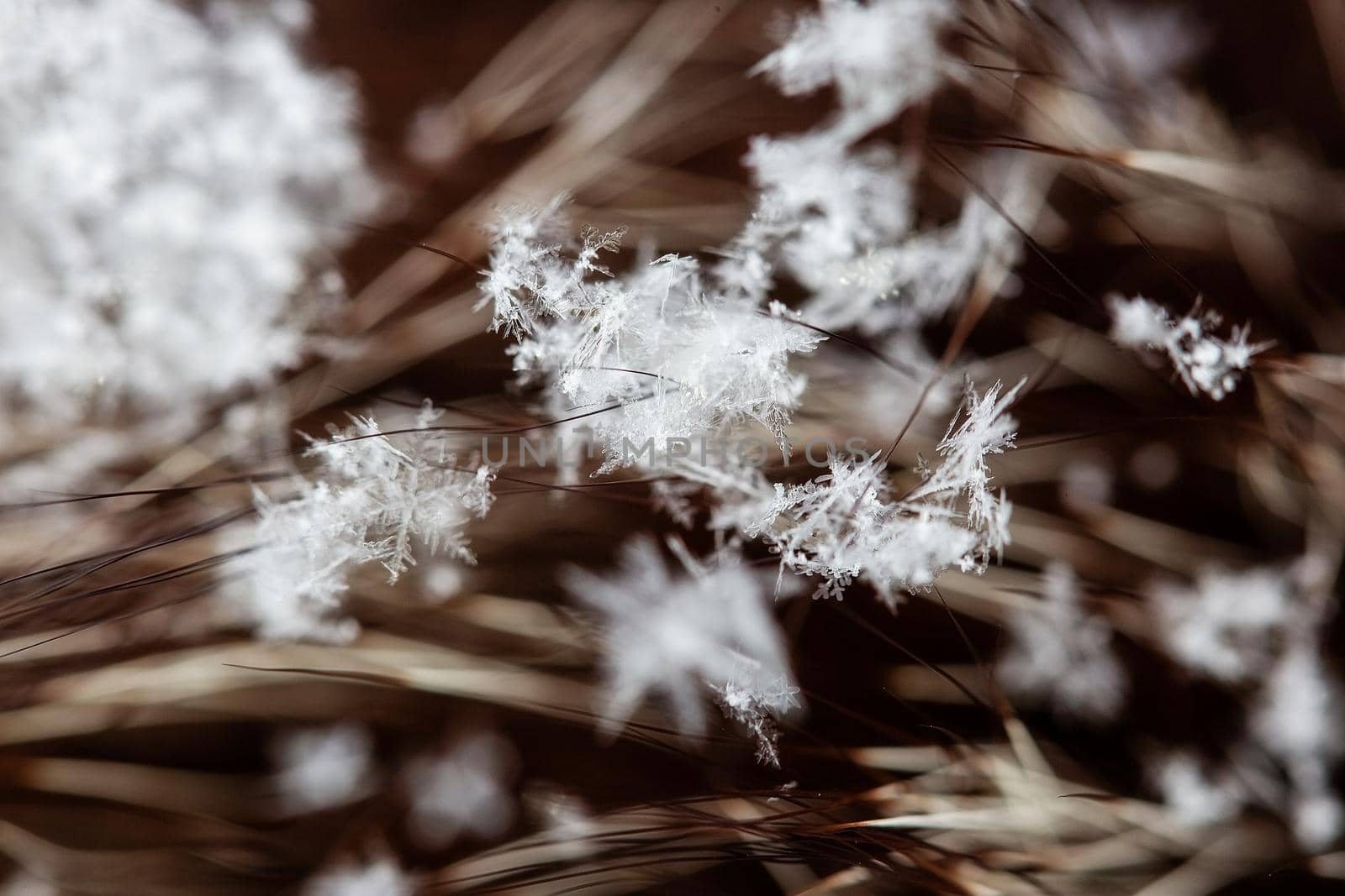 Large flakes of snow with individual snowflakes lie on the long dark natural fur of a woman's hat, selective focus, blur, macro photography