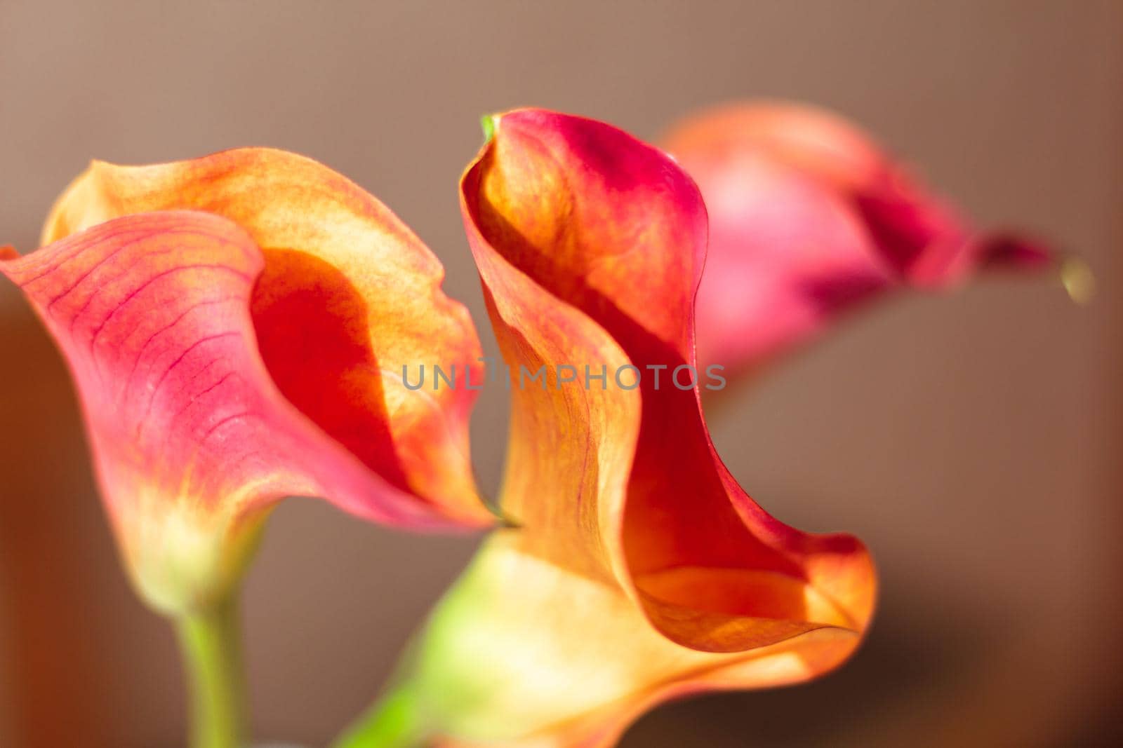 A bouquet of beautiful, fresh calla flowers, red-orange lilies. Close-up