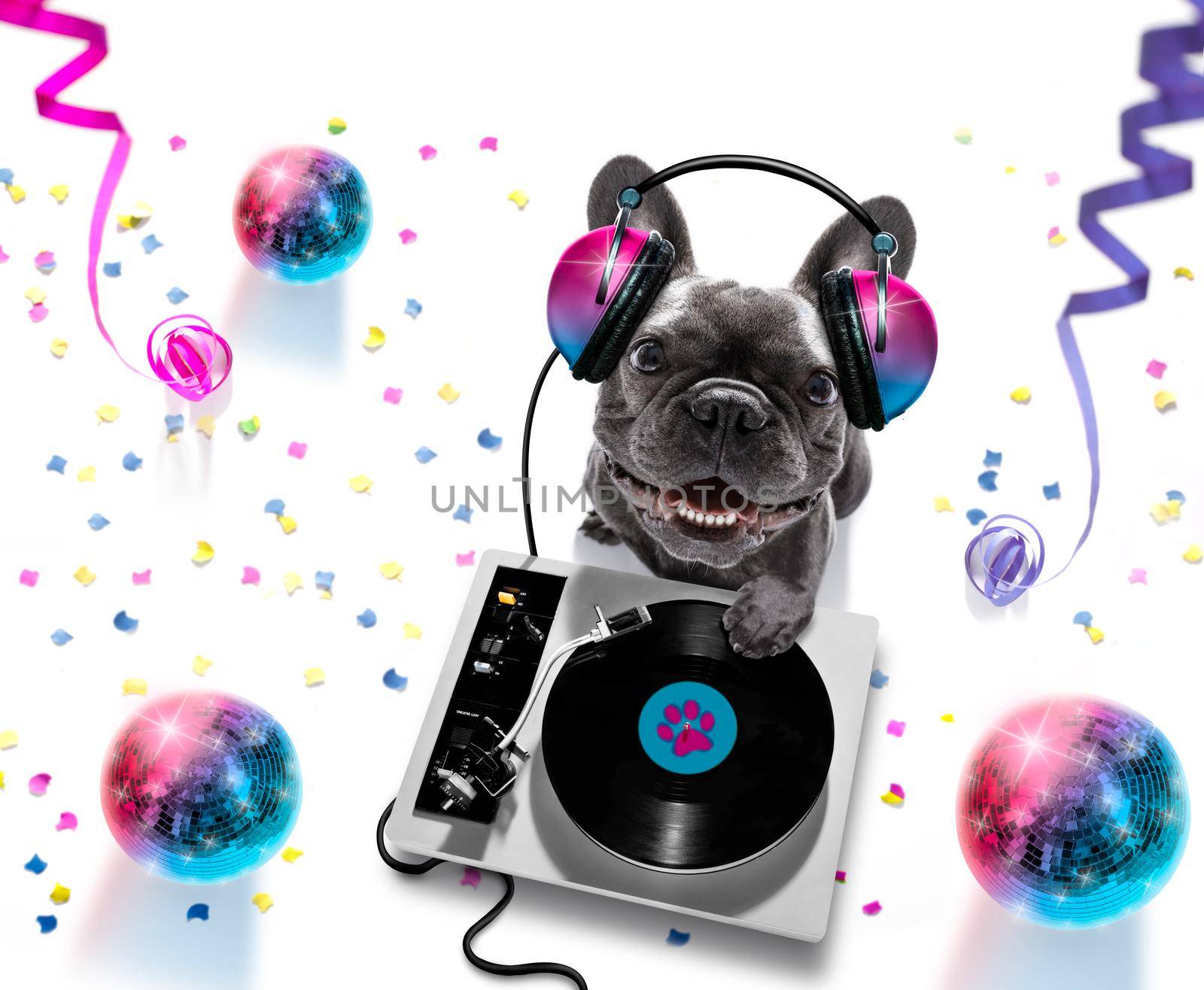 french bulldog  dog playing music in a club with disco ball , isolated on white background, with vinyl record and scratching  turntable