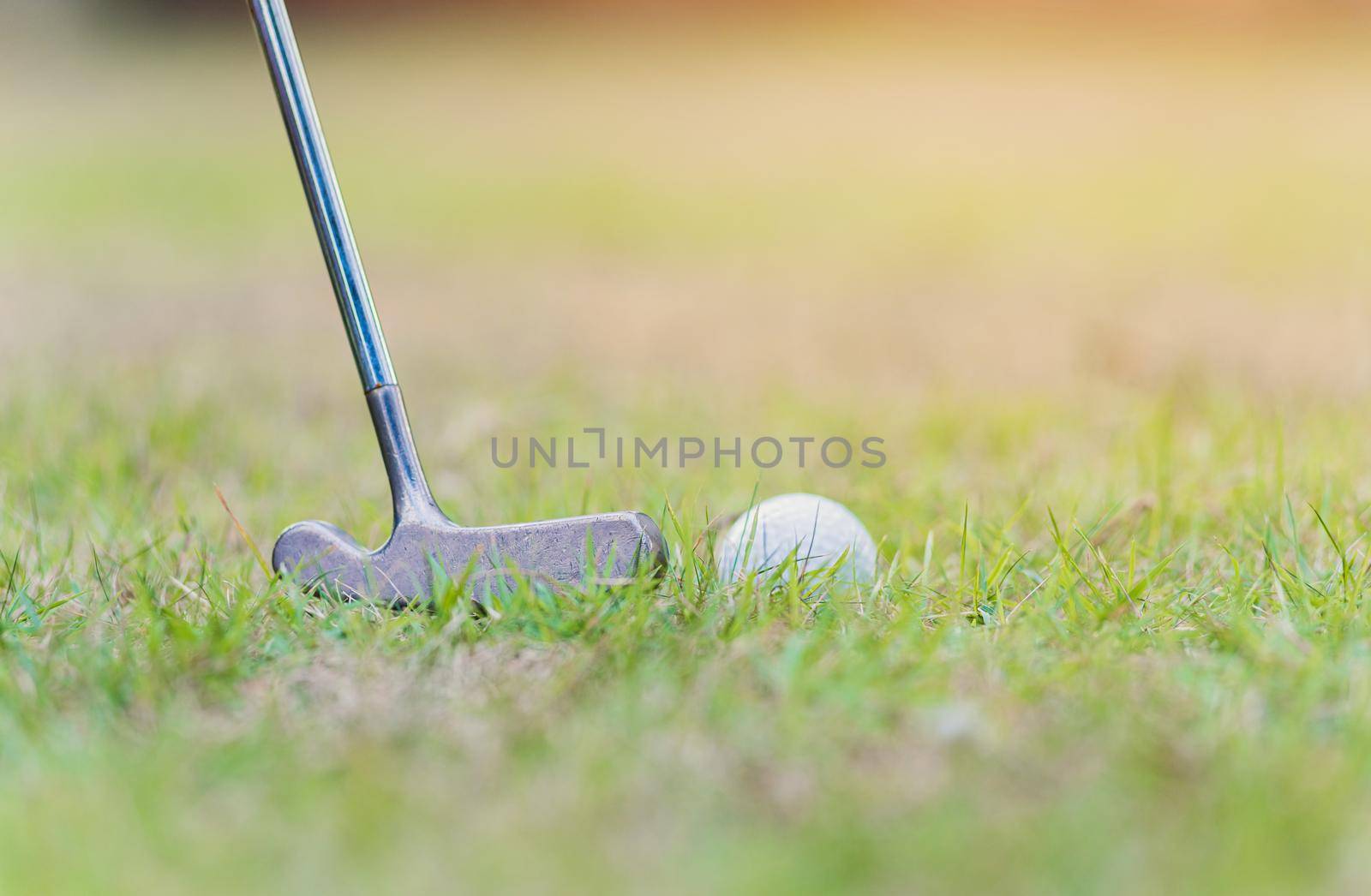 Closeup golf club and a white golf ball in the grass ready to the driver in tournament, outdoor sport