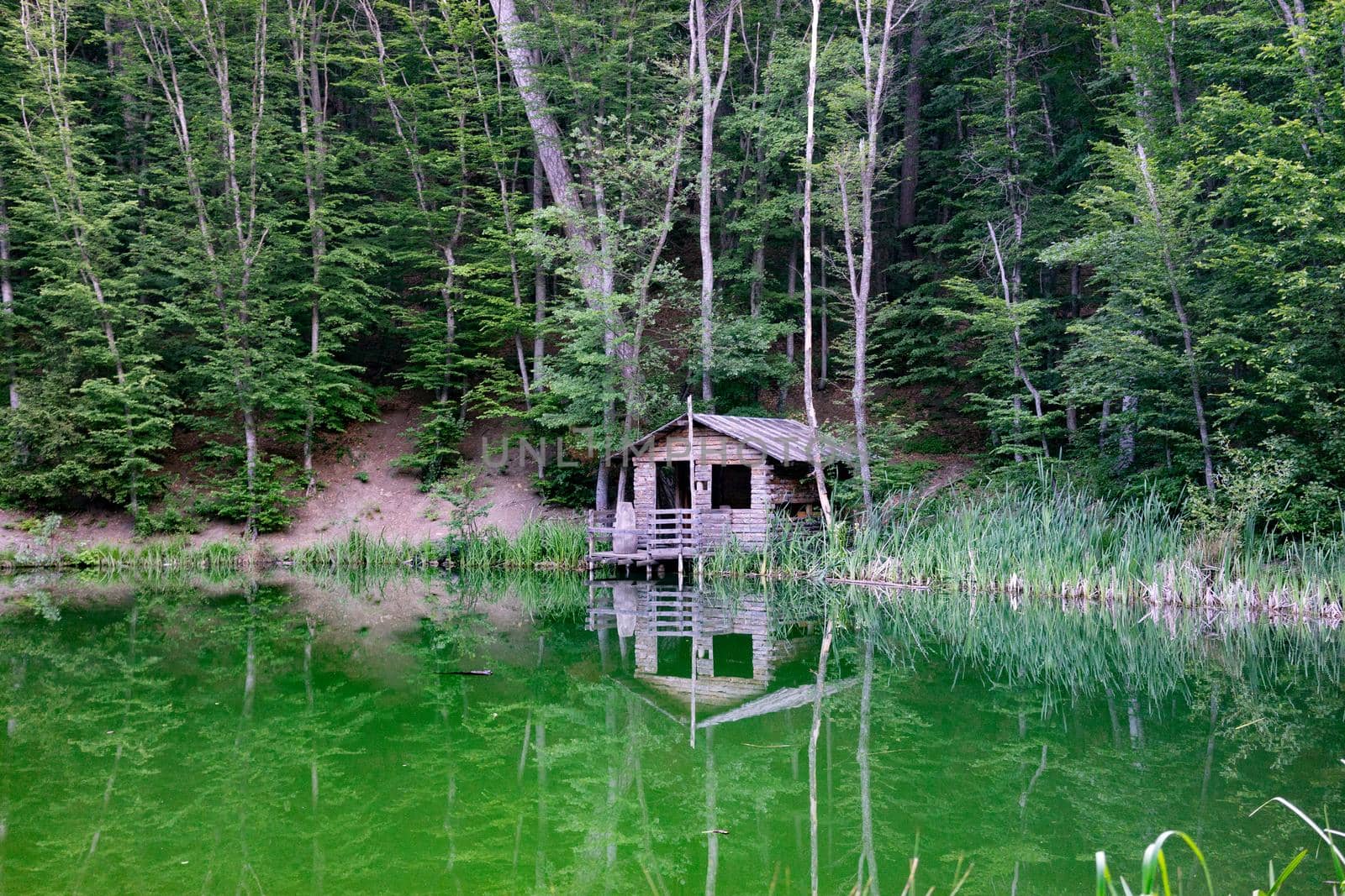 Yalta, Crimea. wooden house on the shore of a small lake surrounded by trees and vegetation.