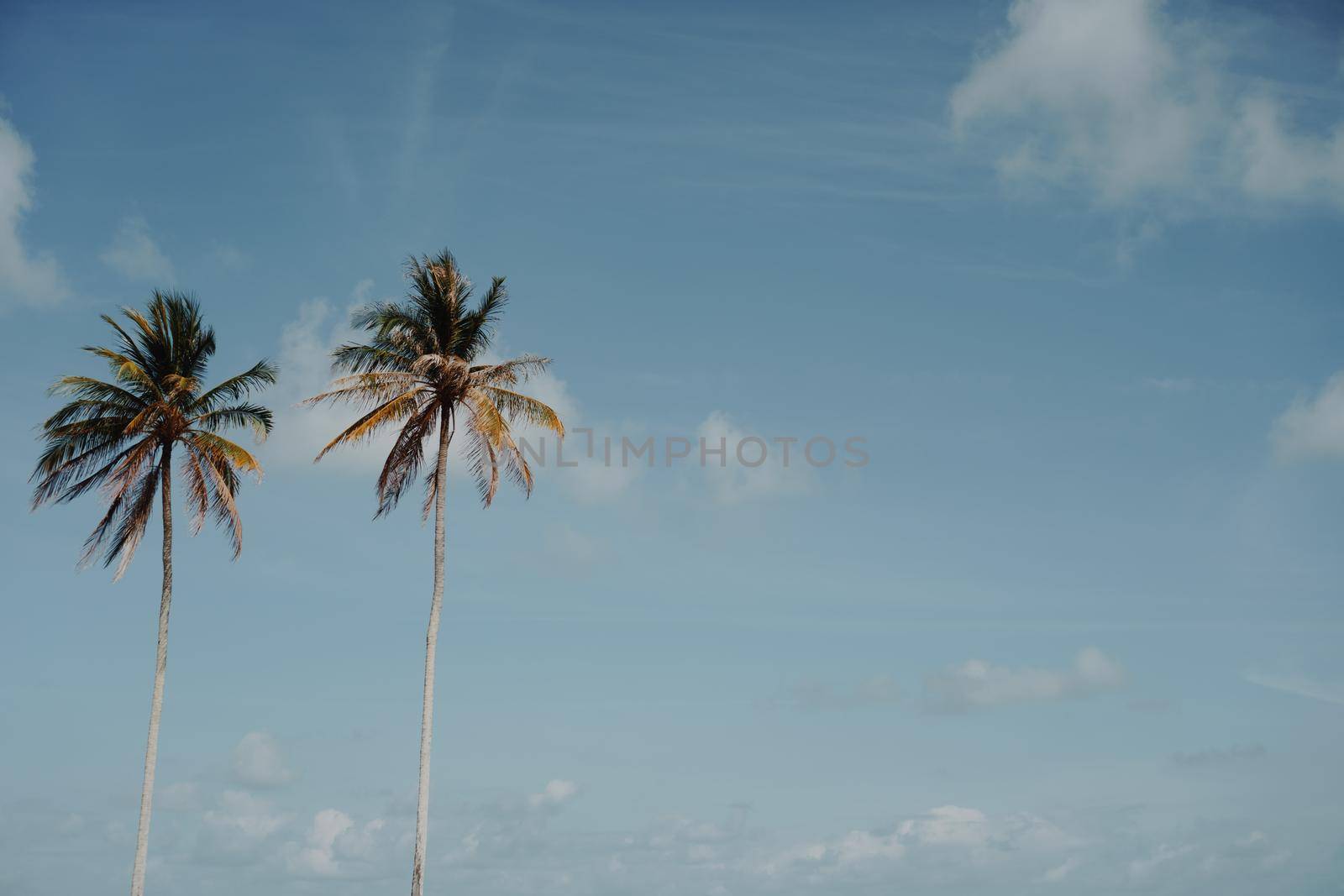 Minimal tropical coconut palm tree in summer with sky background. Copyspace you can put text on. Vintage film color tone style.