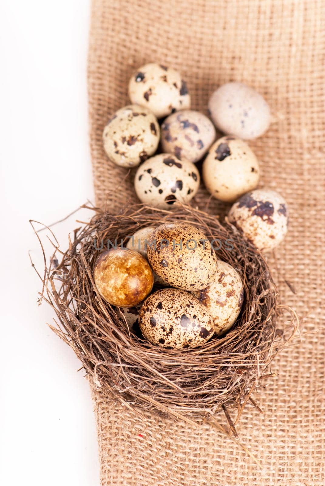 Nest with quail eggs on a canvas by aprilphoto