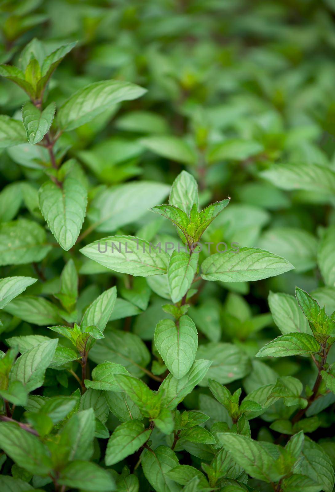 juicy summer greens. Mint plant grow at the vegetable garden by aprilphoto