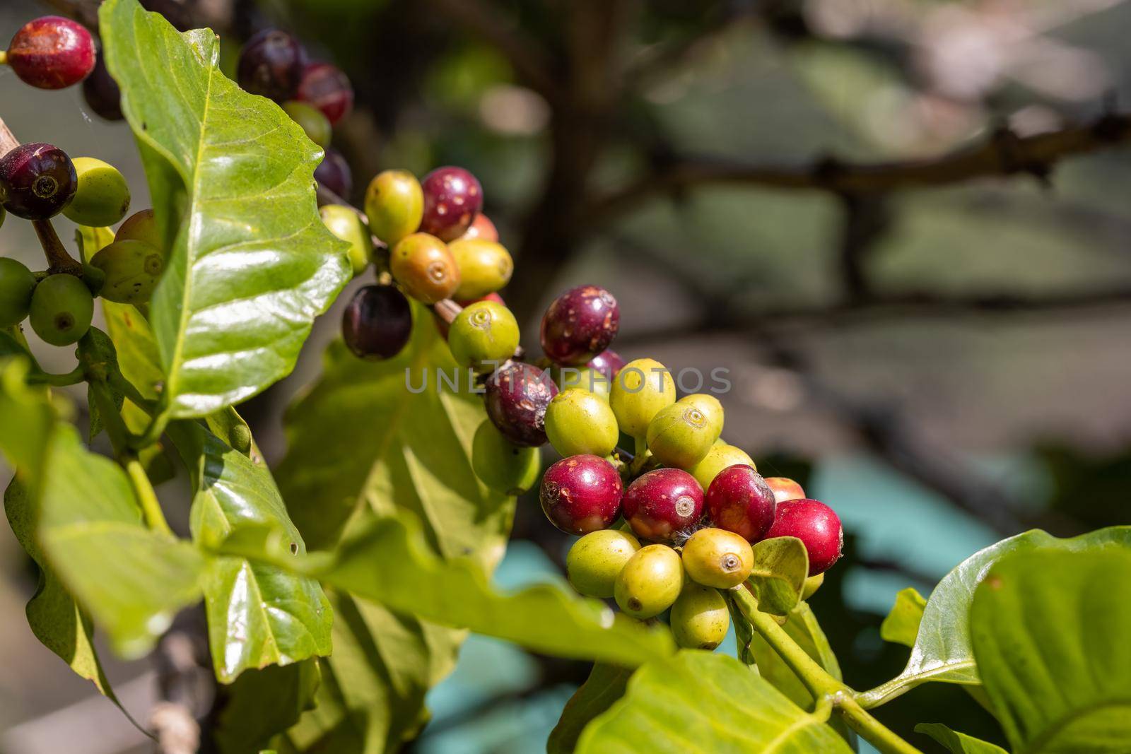 Arabicas coffee beans ripening on tree in North of thailand