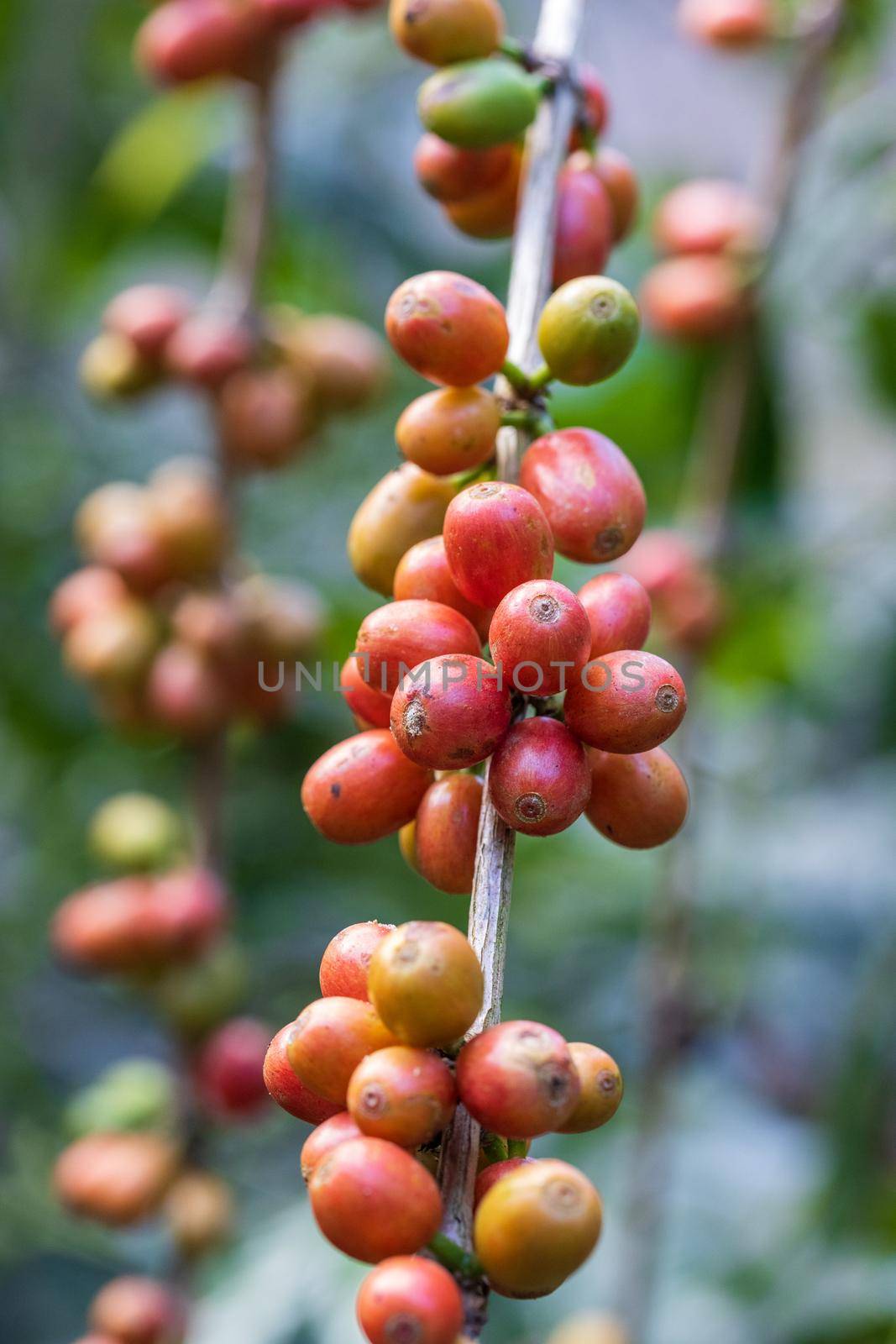 Arabicas coffee beans ripening on tree in North of thailand by toa55