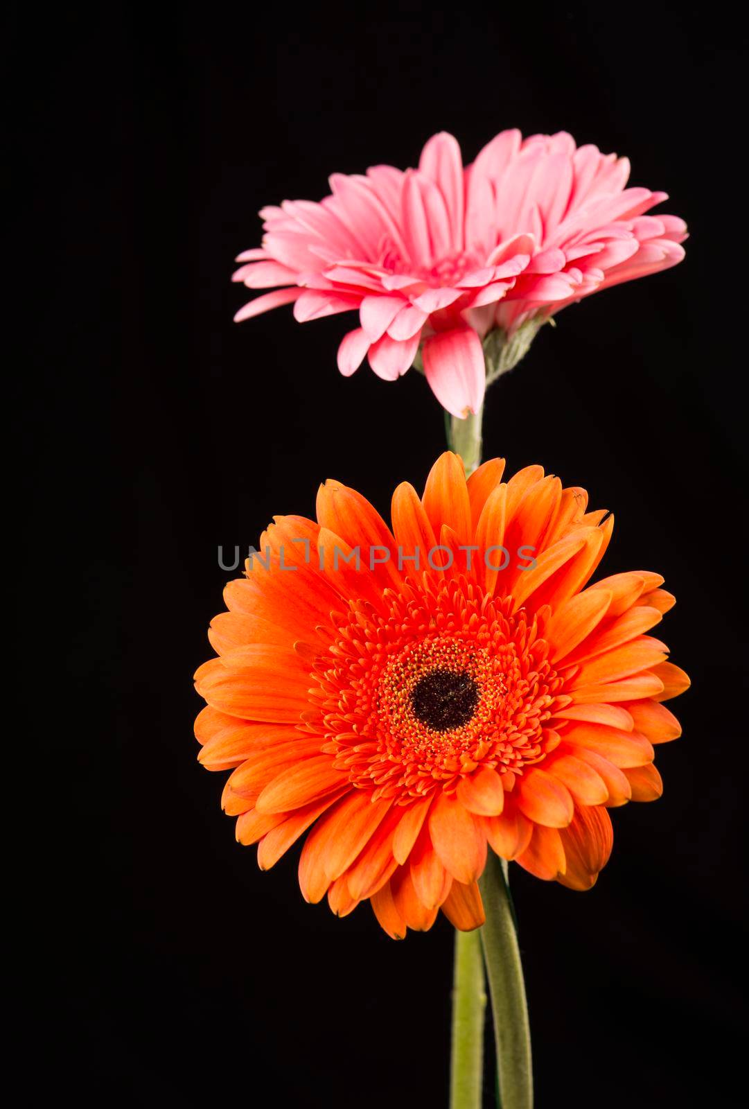 Gerbera orange and pink isolated on black background by aprilphoto
