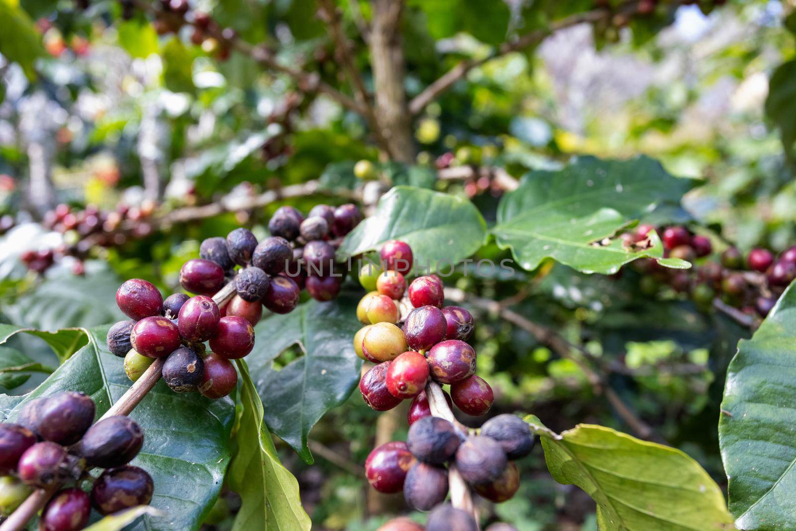 Arabicas coffee beans ripening on tree in North of thailand by toa55