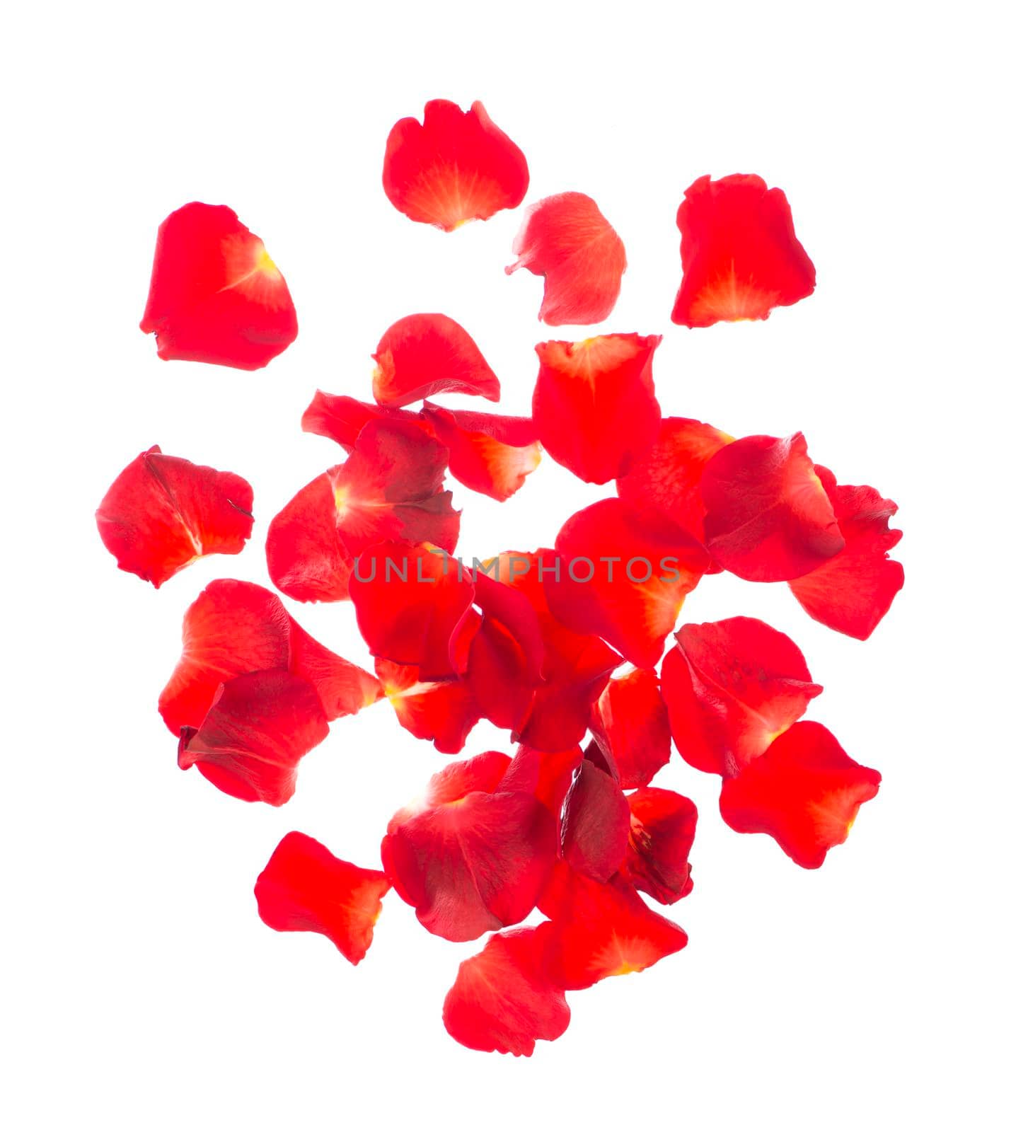 Red rose petals isolated over the white background.