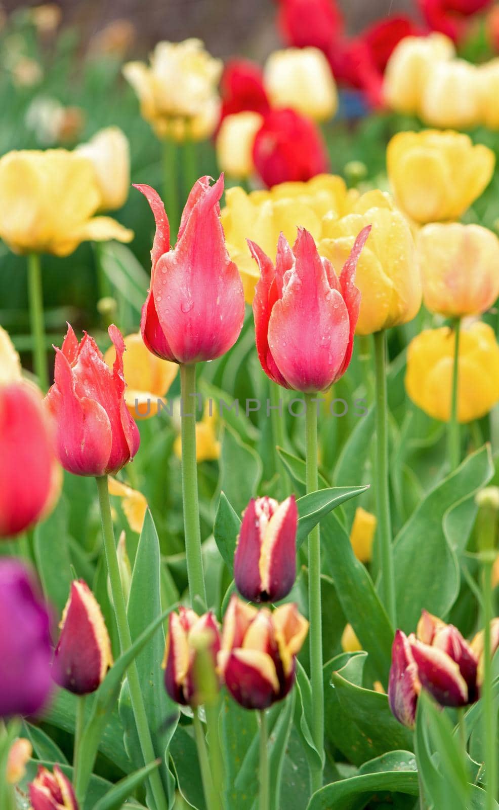 Tulips flowers on a blur background of nature. Spring background