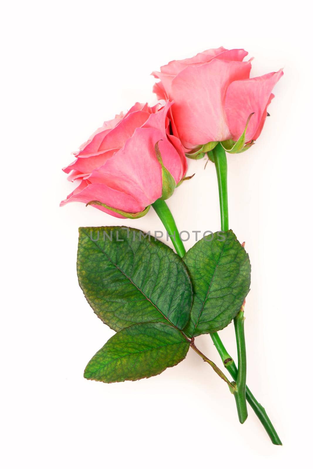 Pink roses isolated on the white background by aprilphoto