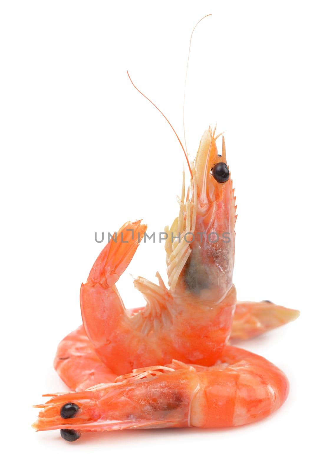 Close up of fresh boiled tiger shrimp isolated on white background