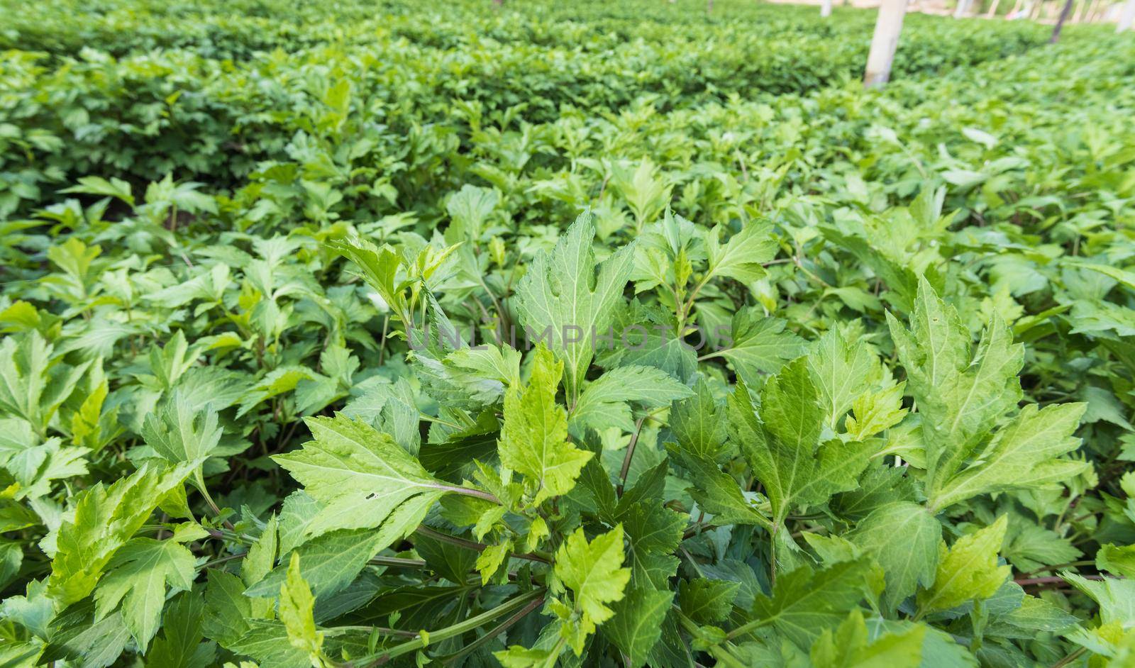 White mugwort (Artemisia lactiflora, Guizhou) in vegetable garden has medicinal properties