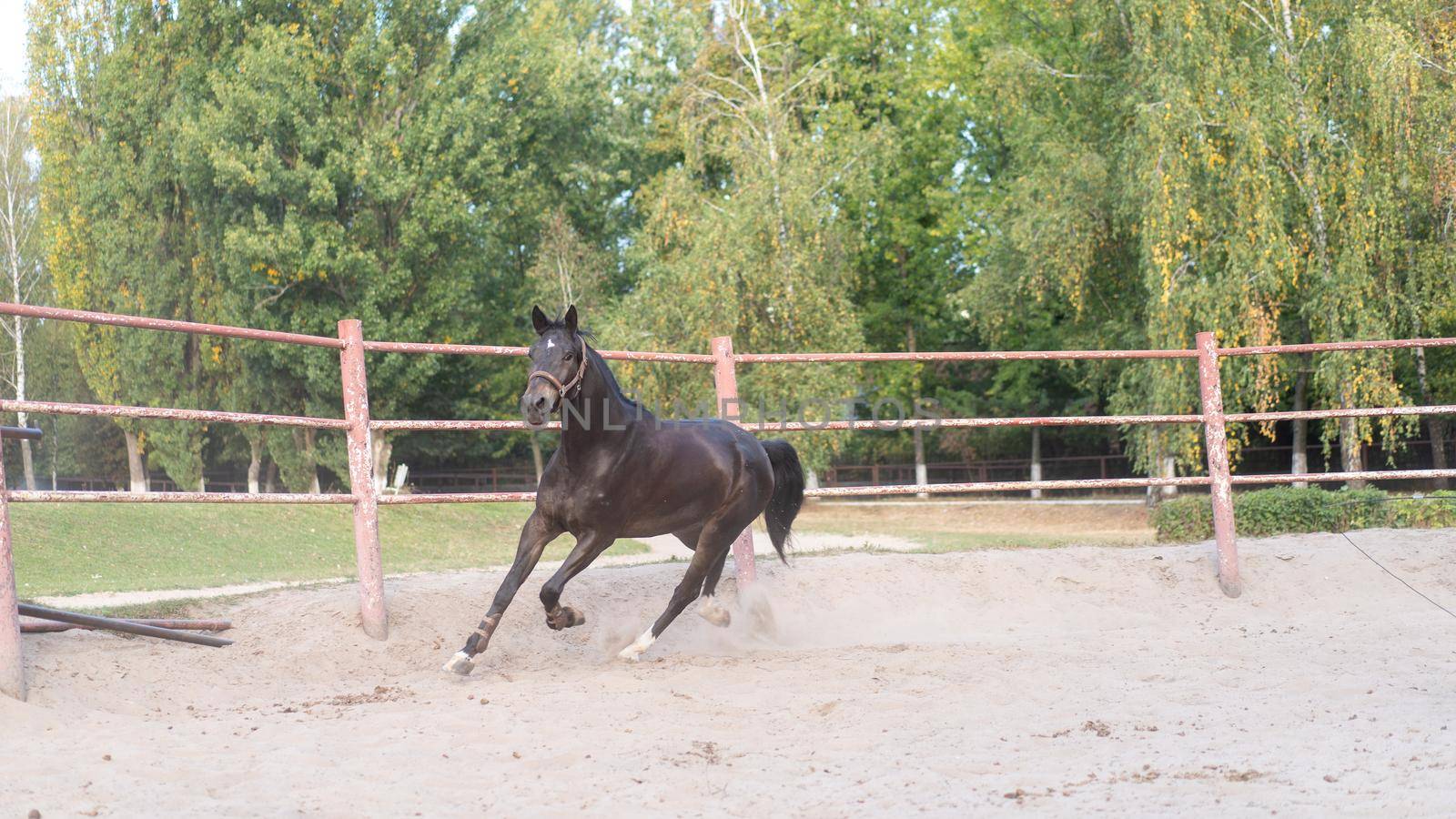 Horse regular training running circle arena. Summer sunny morning. Beautiful brown equine enjoy run on sand with dust