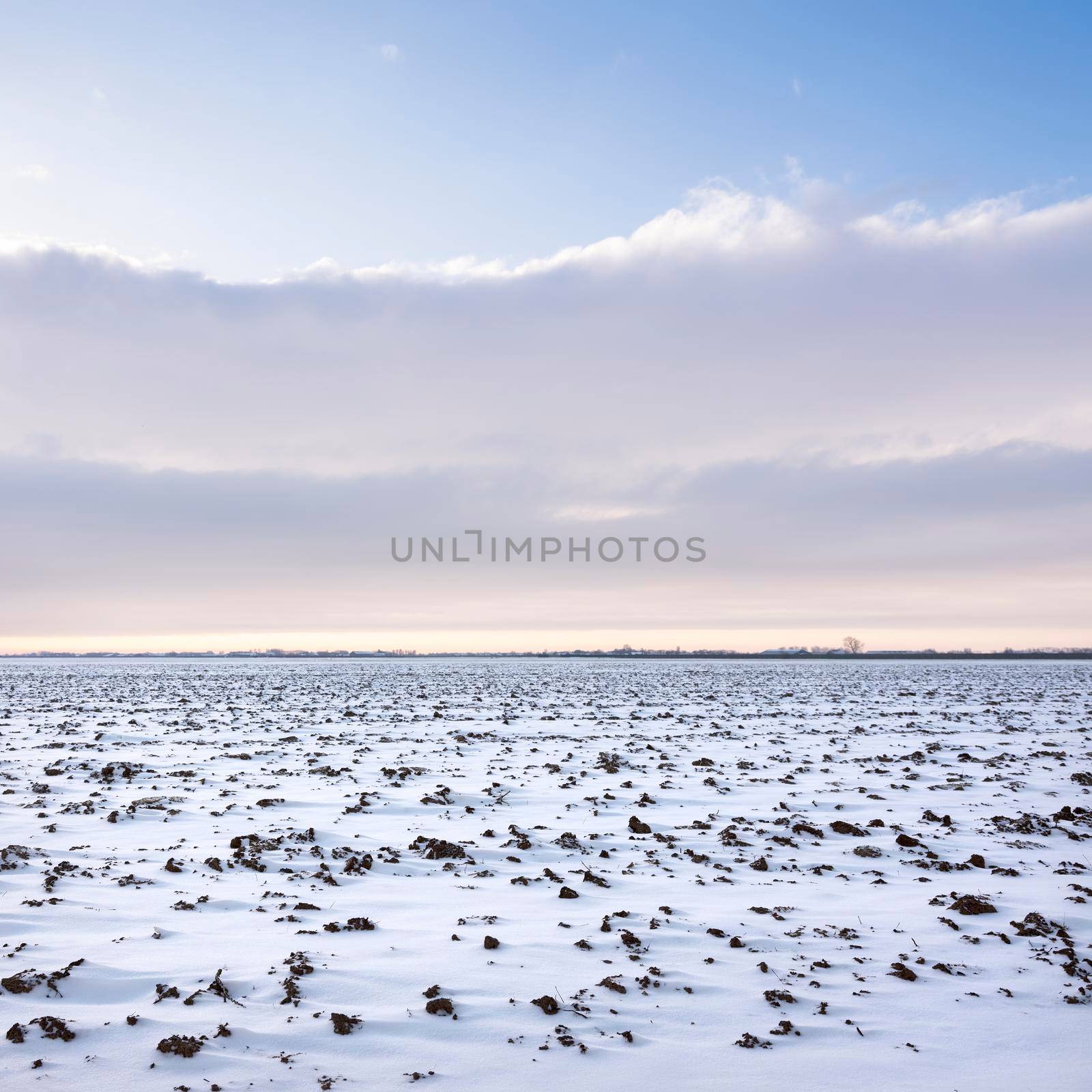 snow covered agricultural field near utrecht in the netherlands in winter under blue sky