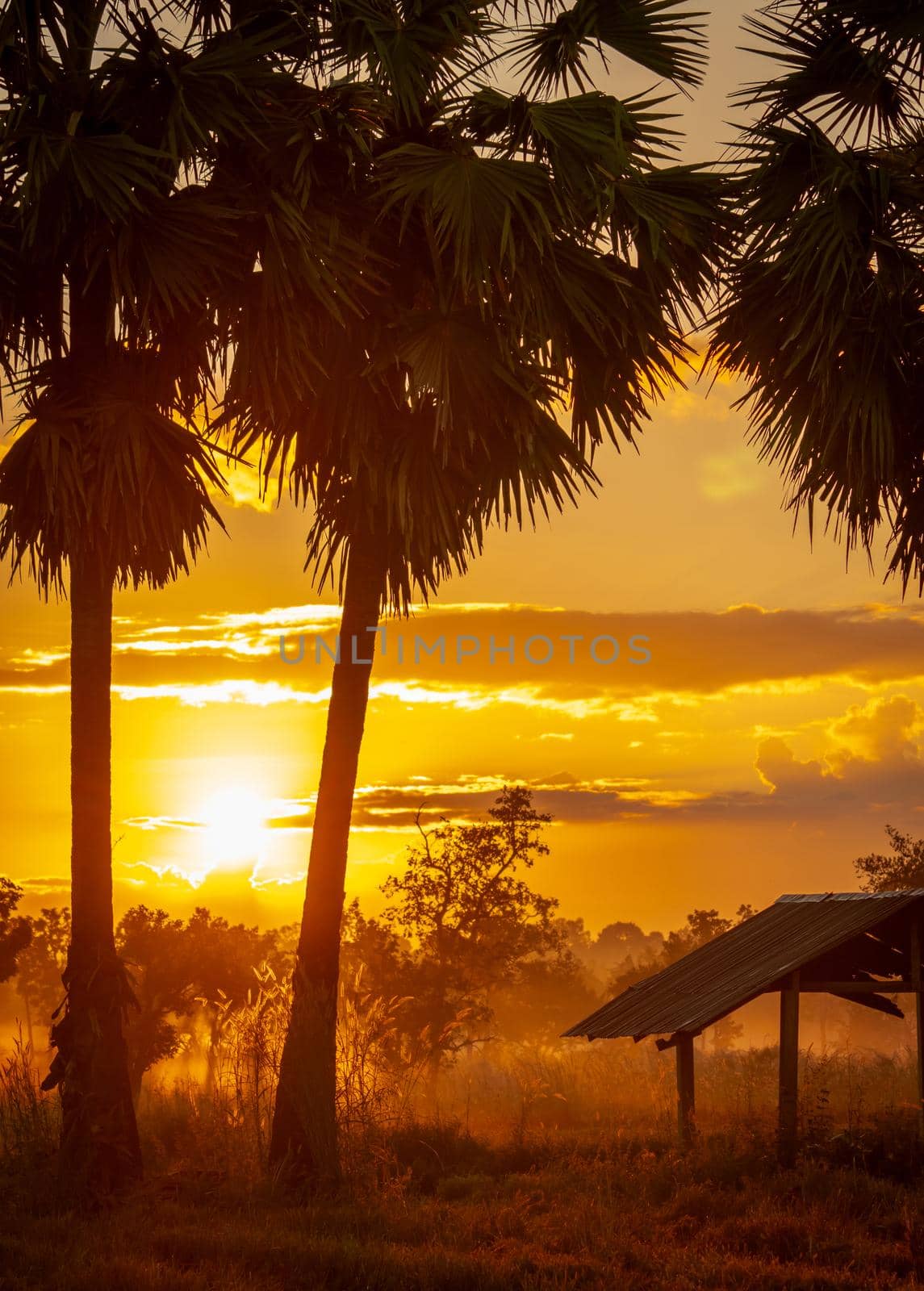 Sugar palm tree and old hut in the morning with the beautiful sunrise sky. Golden sunrise sky in rural with grass field and mist above the grass. Country view. Sunrise shine behind palm tree and hut. by Fahroni