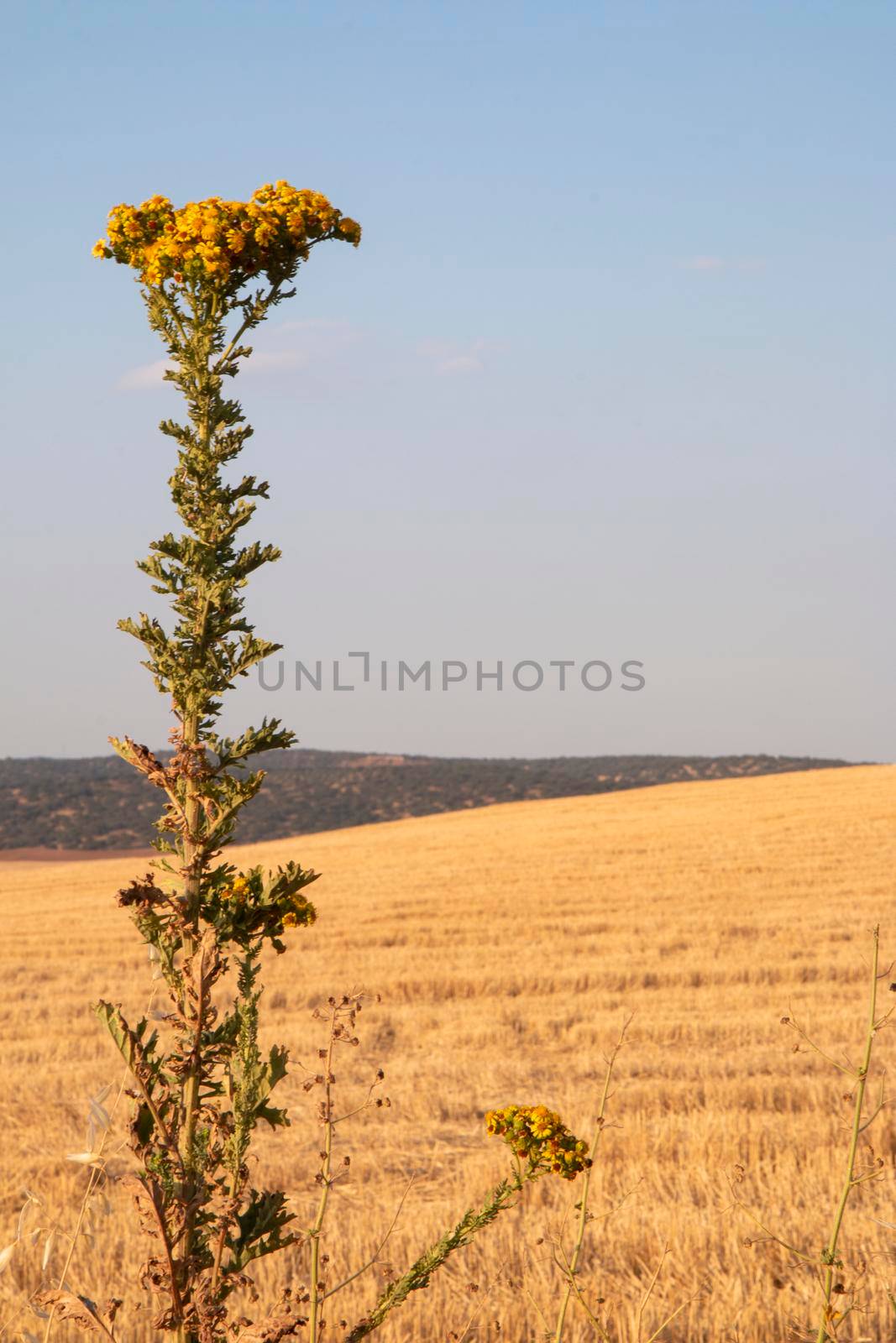 Landscapes of Andalusia in Spain by loopneo