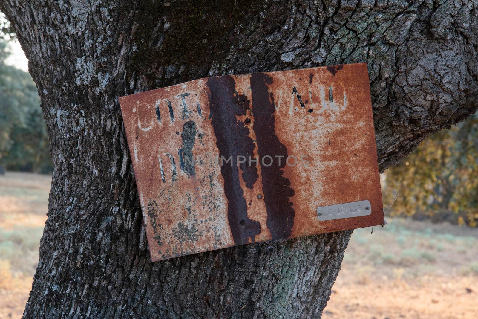 A tree trunk with a deep cleft by loopneo