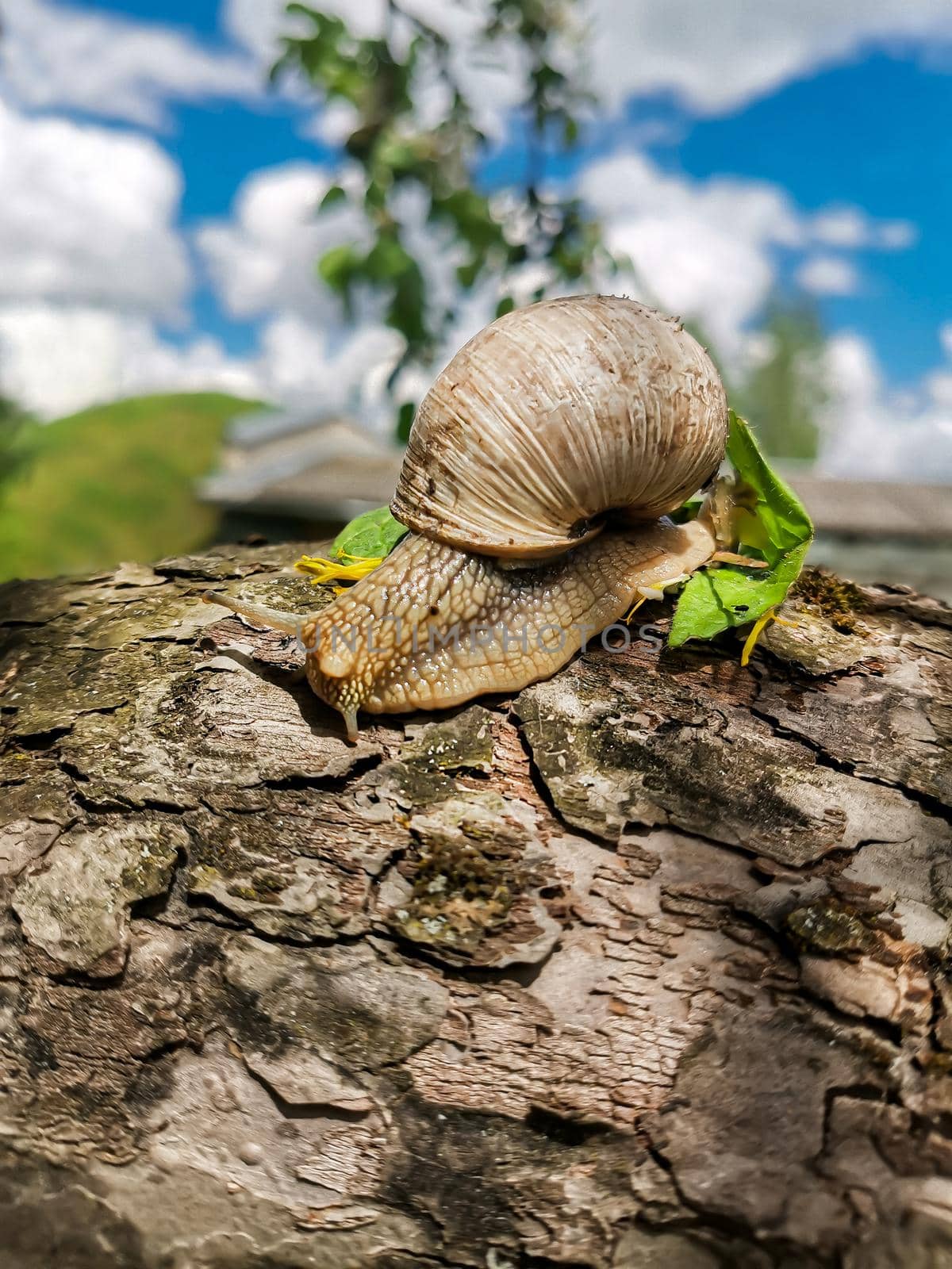 In the open air, a large grape snail crawls on the surface of an old apple tree.Texture or background