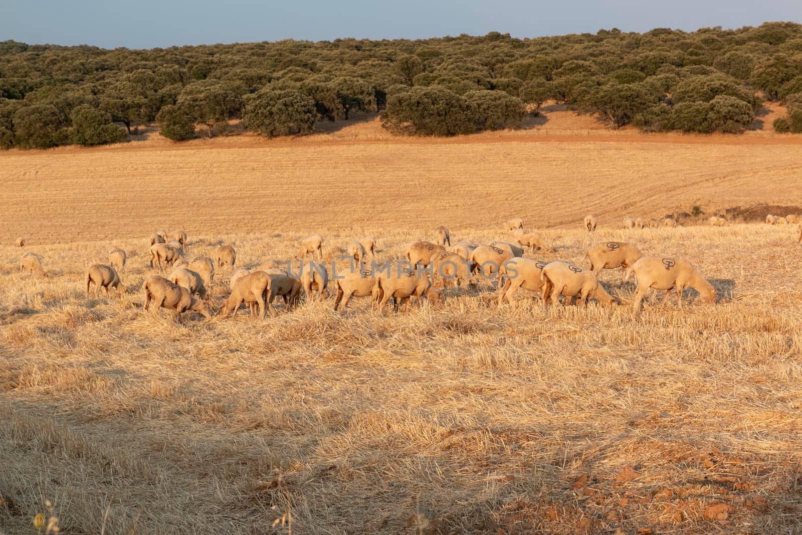 Sheep grazing in the fields of Andalusia by loopneo