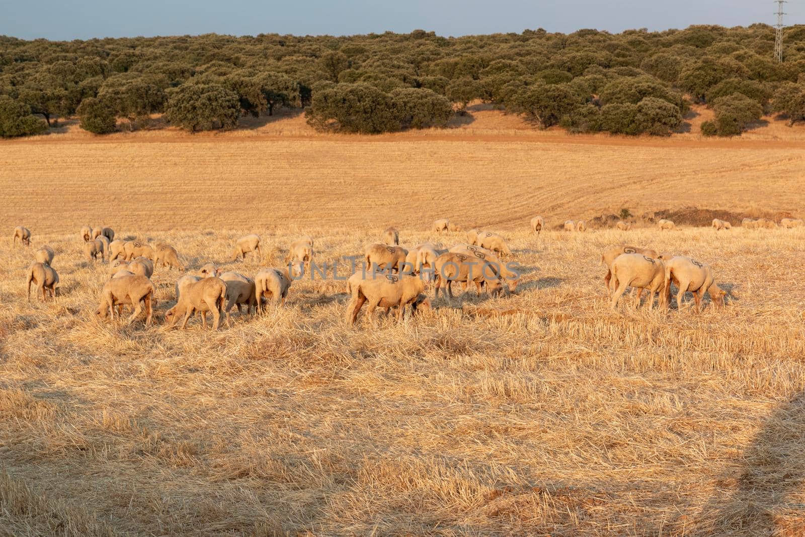 Sheep grazing in the fields of Andalusia, in the golden hour of sunset