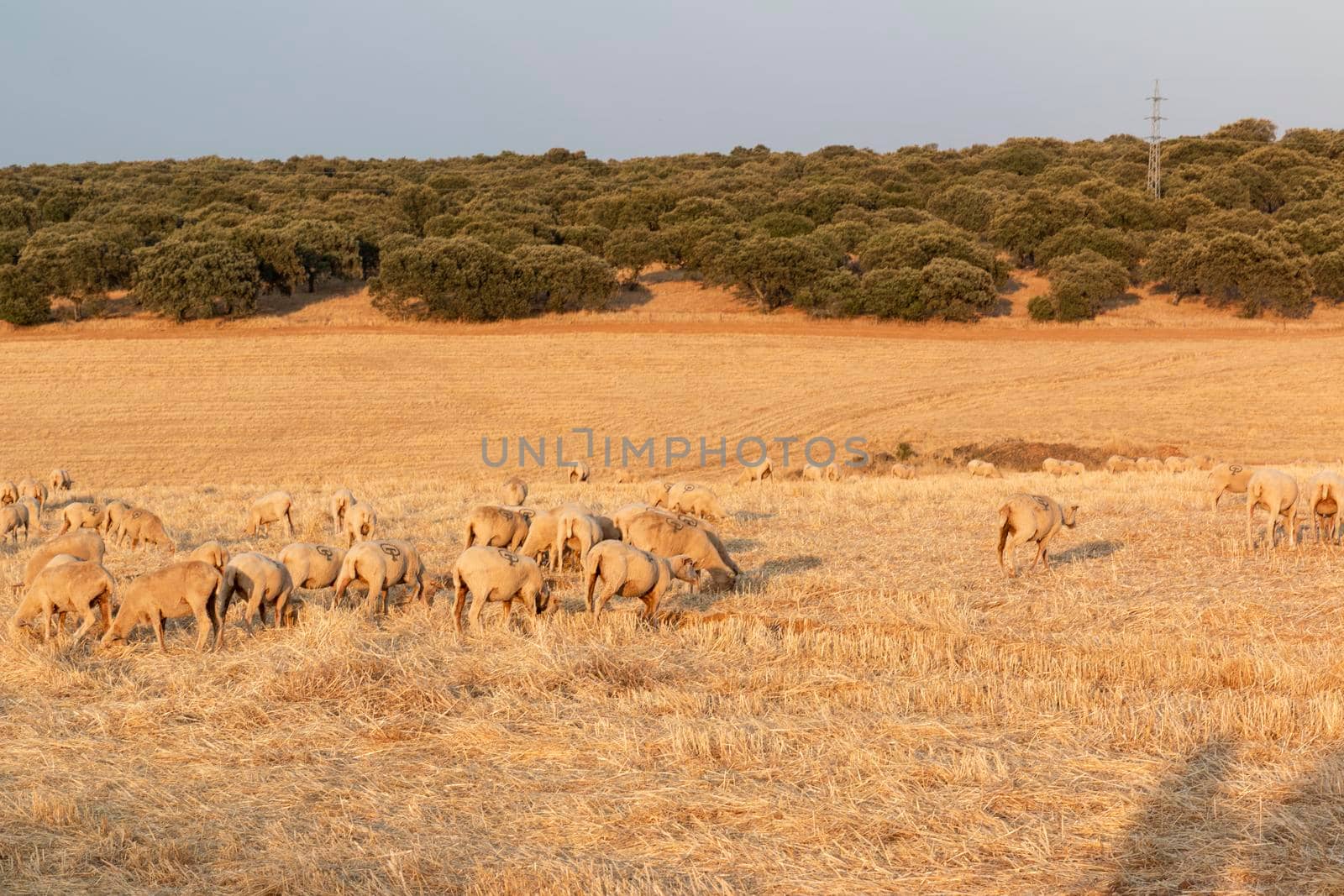 Sheep grazing in the fields of Andalusia by loopneo