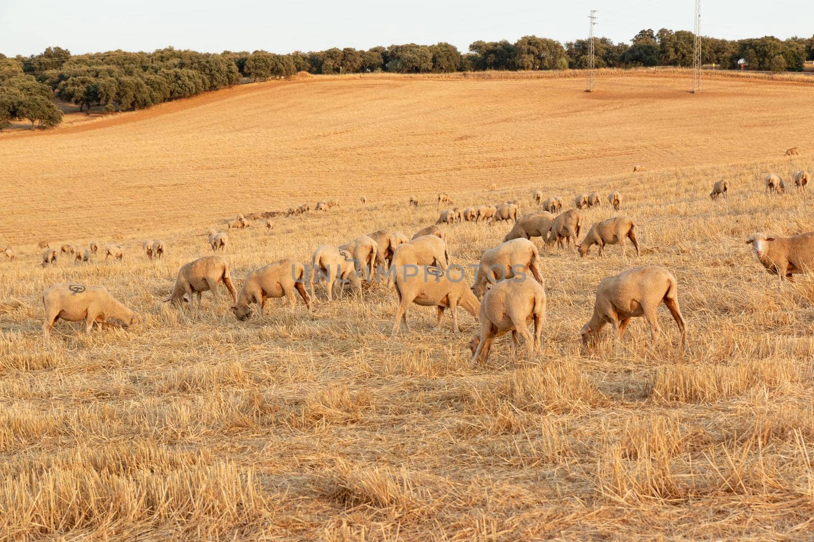 Sheep grazing in the fields of Andalusia, in the golden hour of sunset