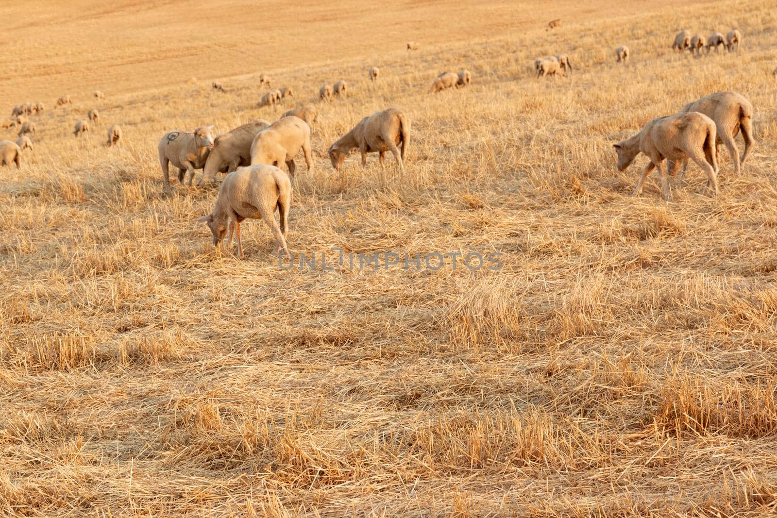 Sheep grazing in the fields of Andalusia by loopneo