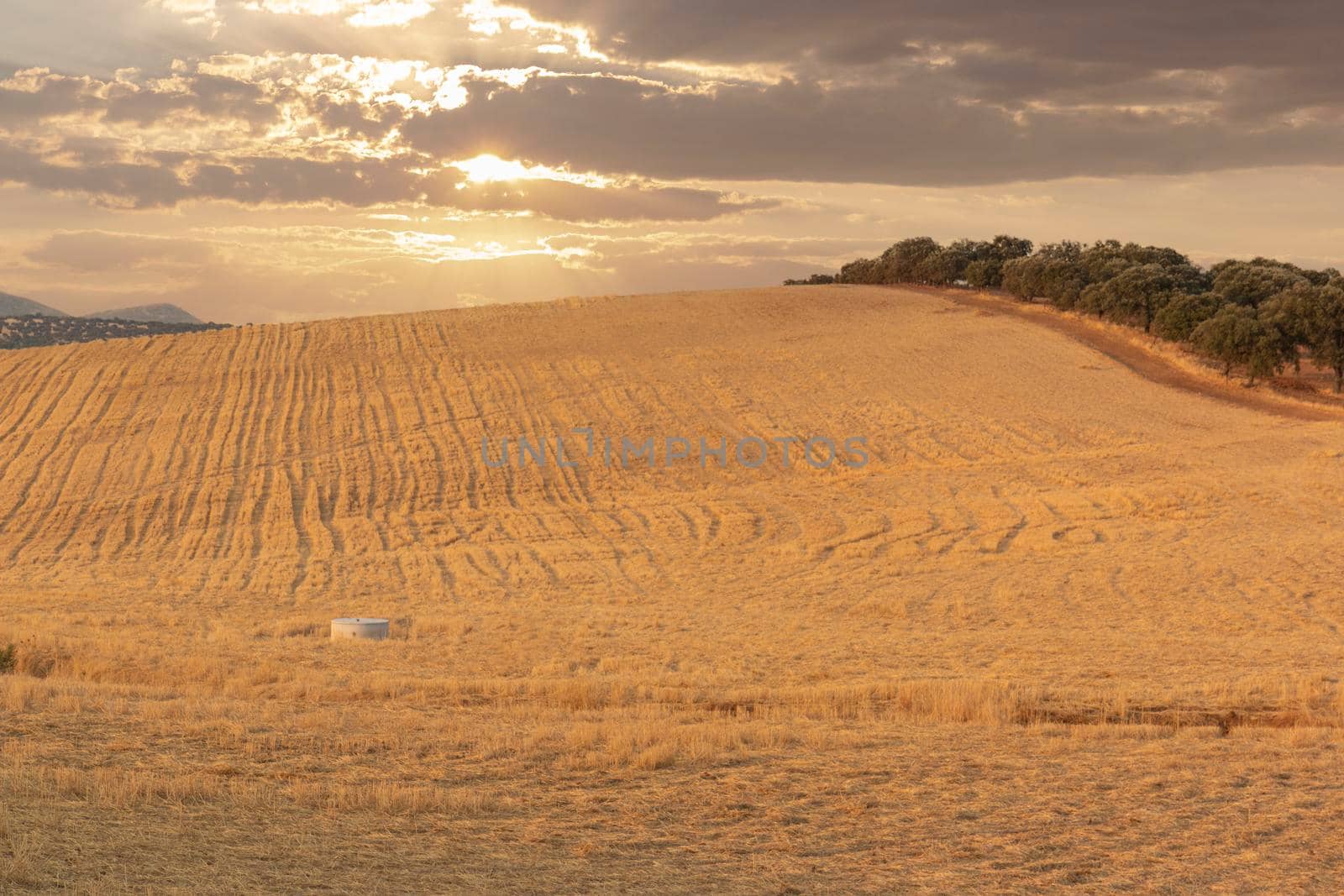 Cereal fields in Andalusia, in the golden hour of sunset