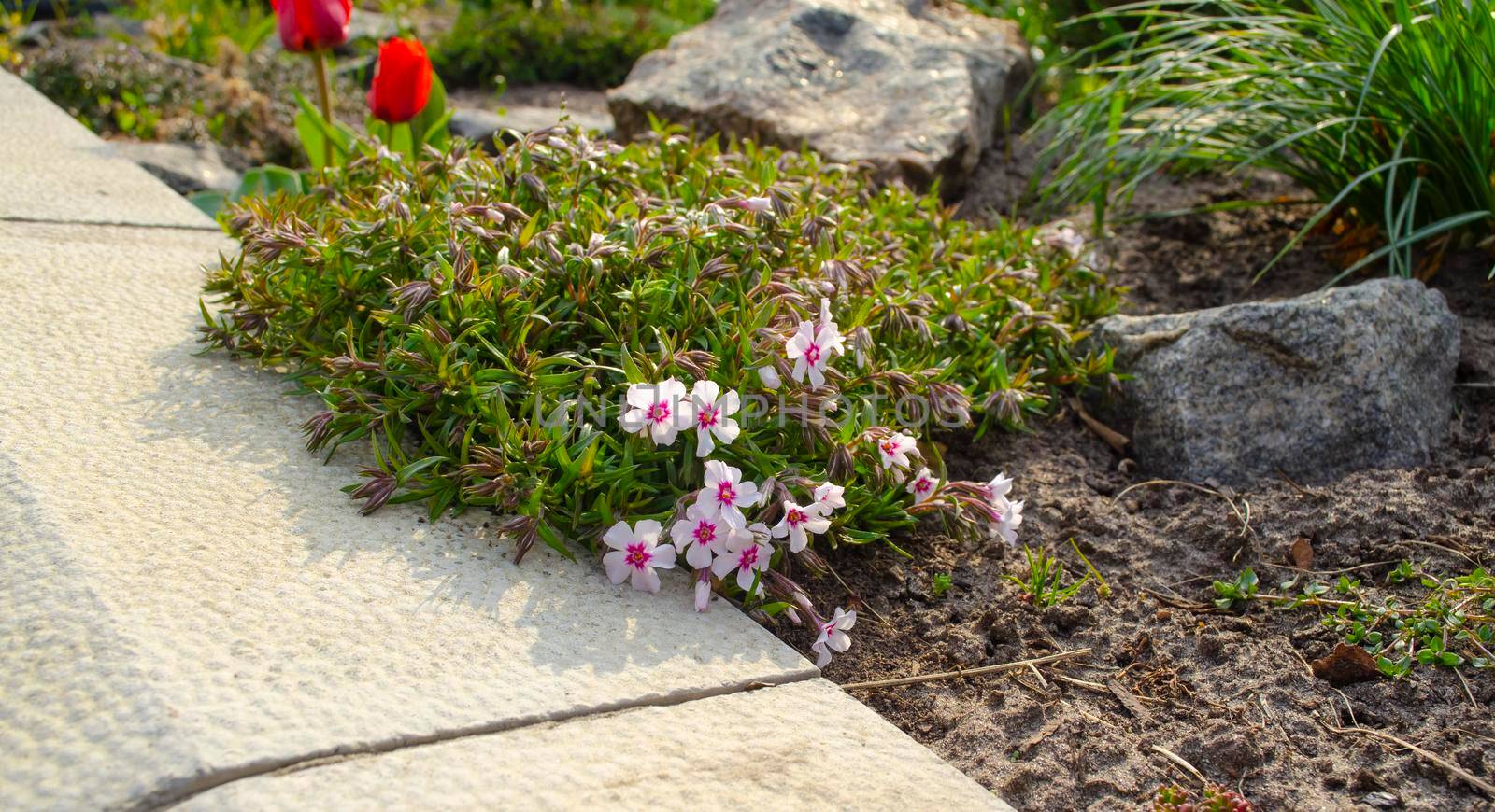 Creeping moss phlox subulata flowering small plant, beautiful flowers carpet of mountain phlox flowers in bloom, ground covering perennials with purple white petas on garden background by mtx