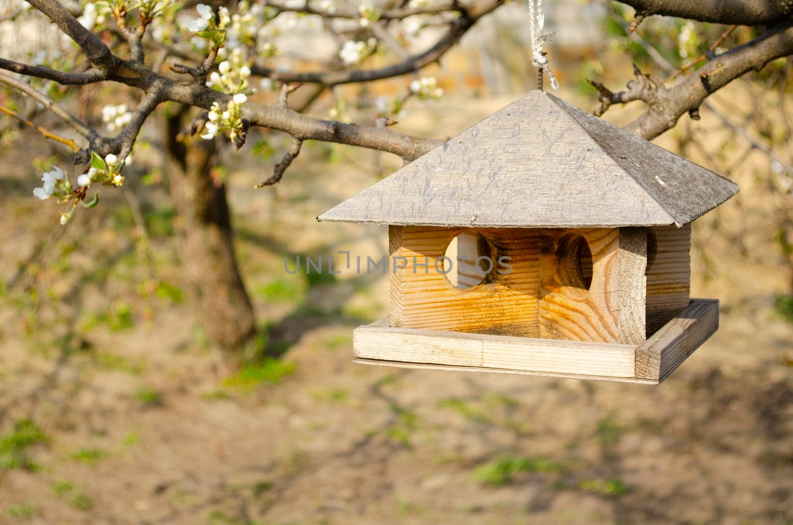 Hanging birdhouse on a tree. Feed for wild birds. Wooden house for birds. Feed the birds. Box without walls. Bread and crackers in the feeder. by mtx