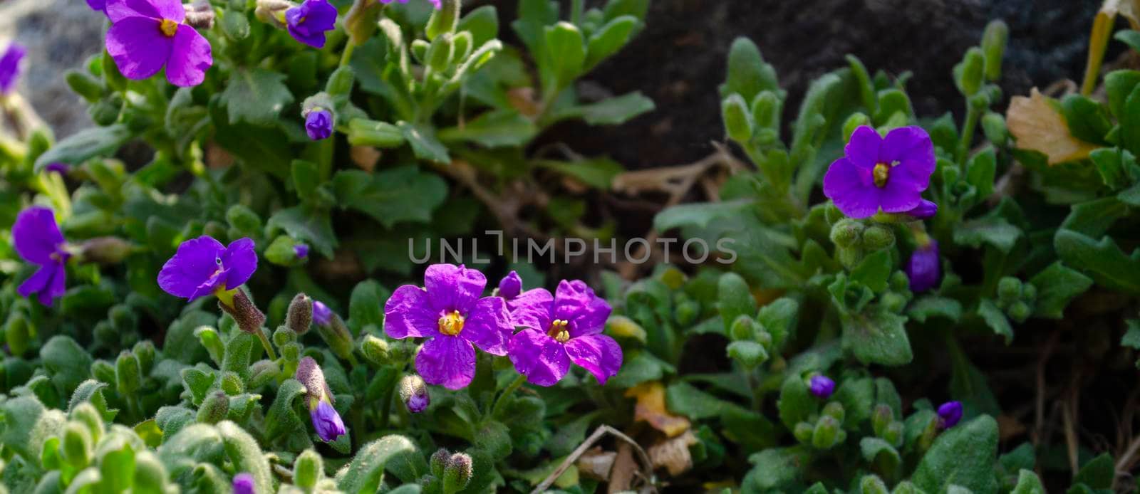 Spring nature common violets background. Viola Odorata flowers in the garden .Glade with purple flowers of violets close up by mtx