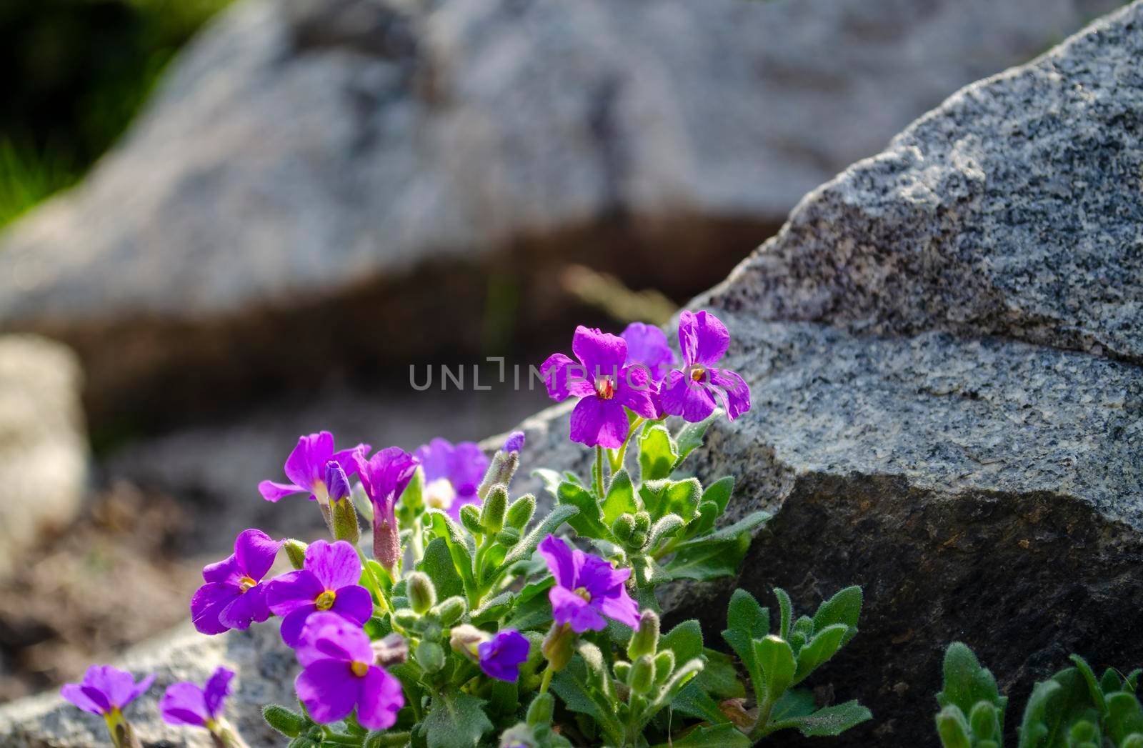 Flowers of violets close up sprouting between rocky underground on hard grey stones. Blossoms flowering between rocks. Stone background by mtx