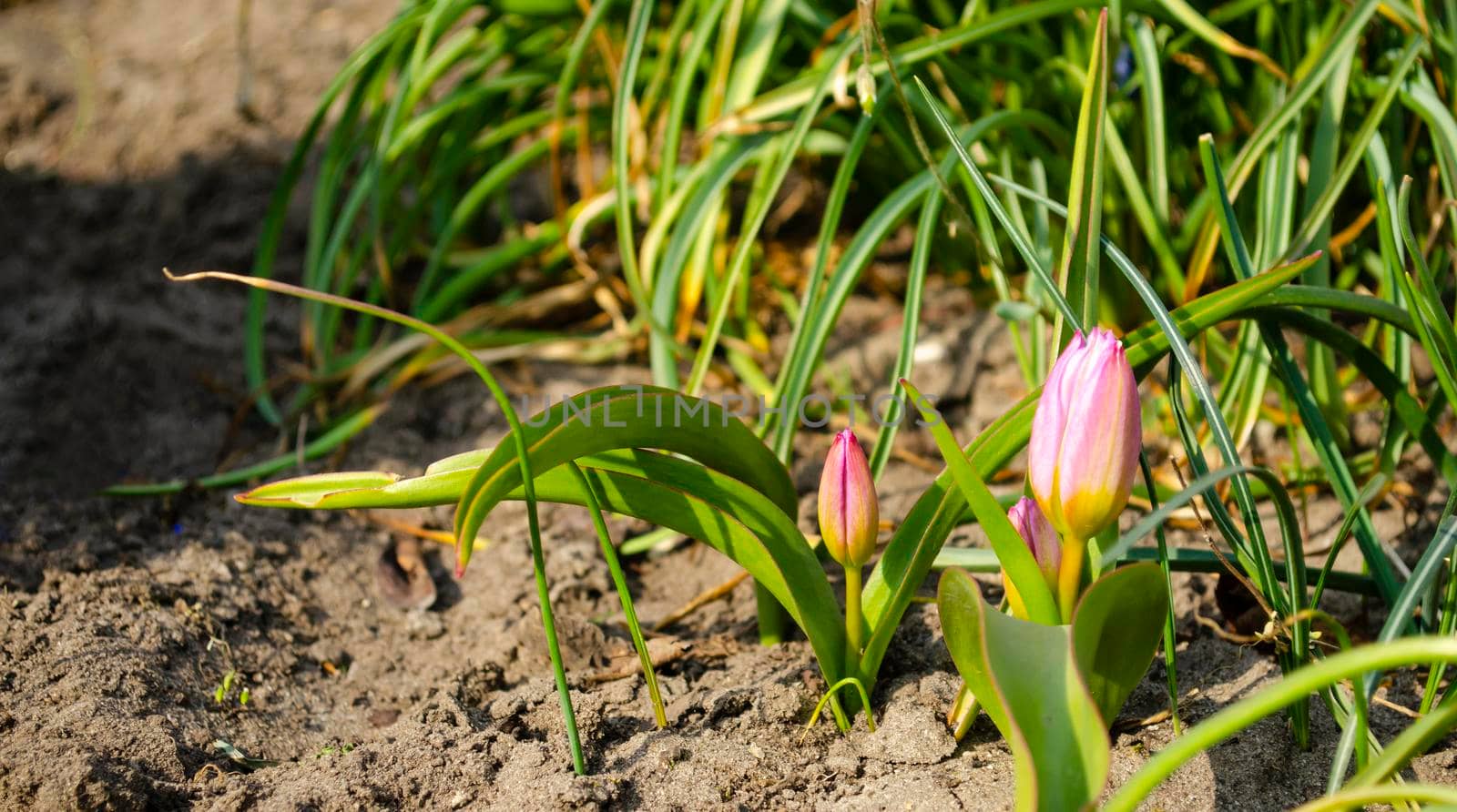 Young tulips in the spring home garden. Spring mood. Background for greeting on Easter or other holiday by mtx