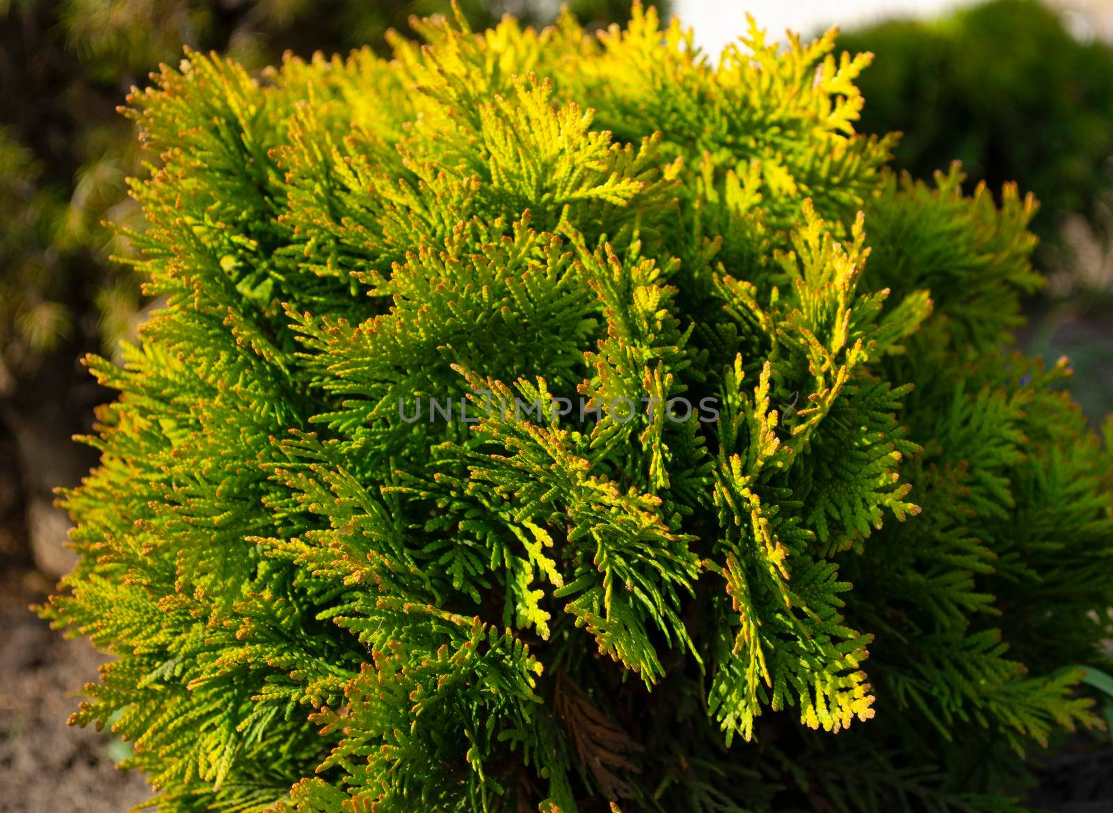 juniper leafs close up photo summer garden textureJuniperus chinensis